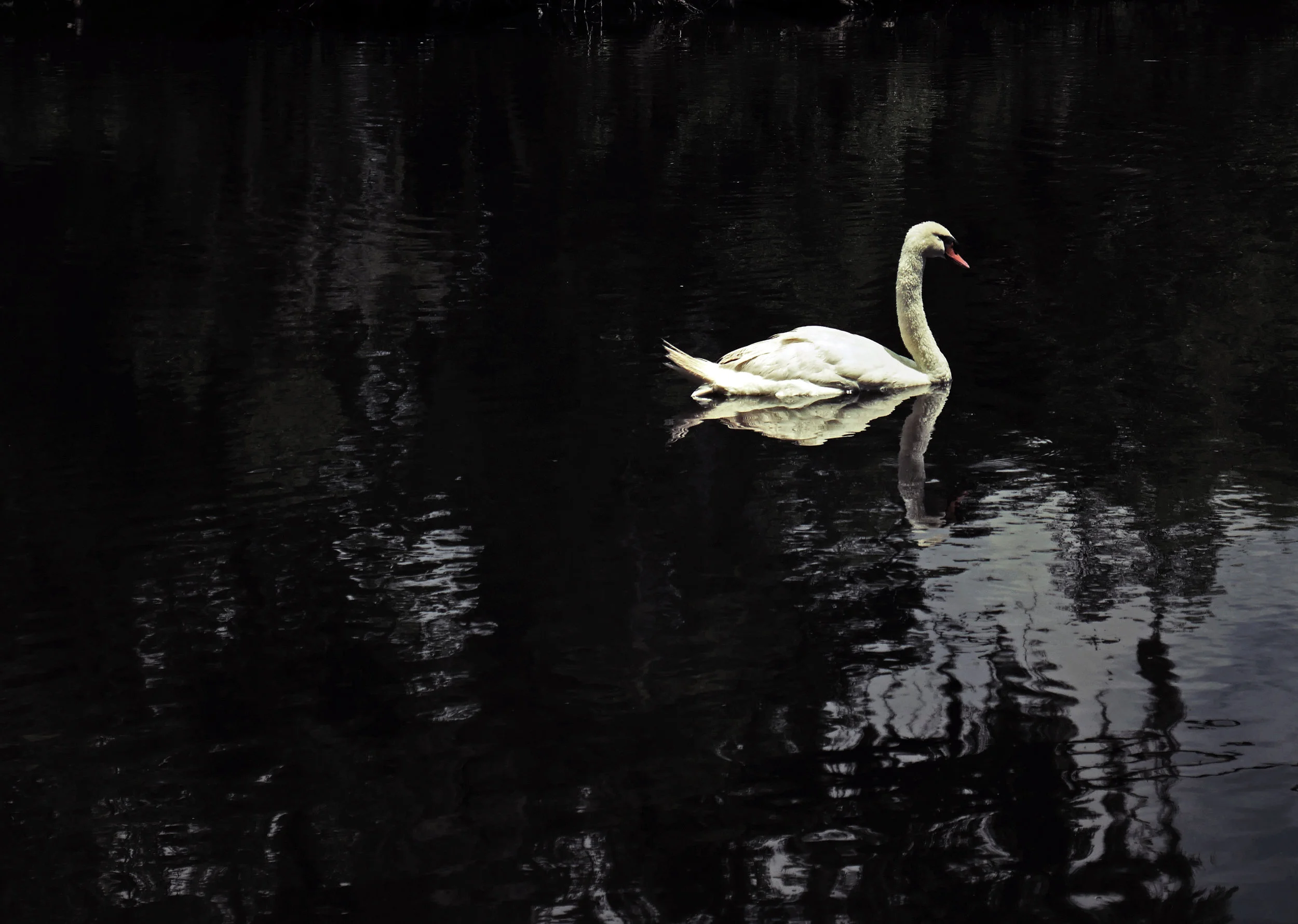 swan.jpg
