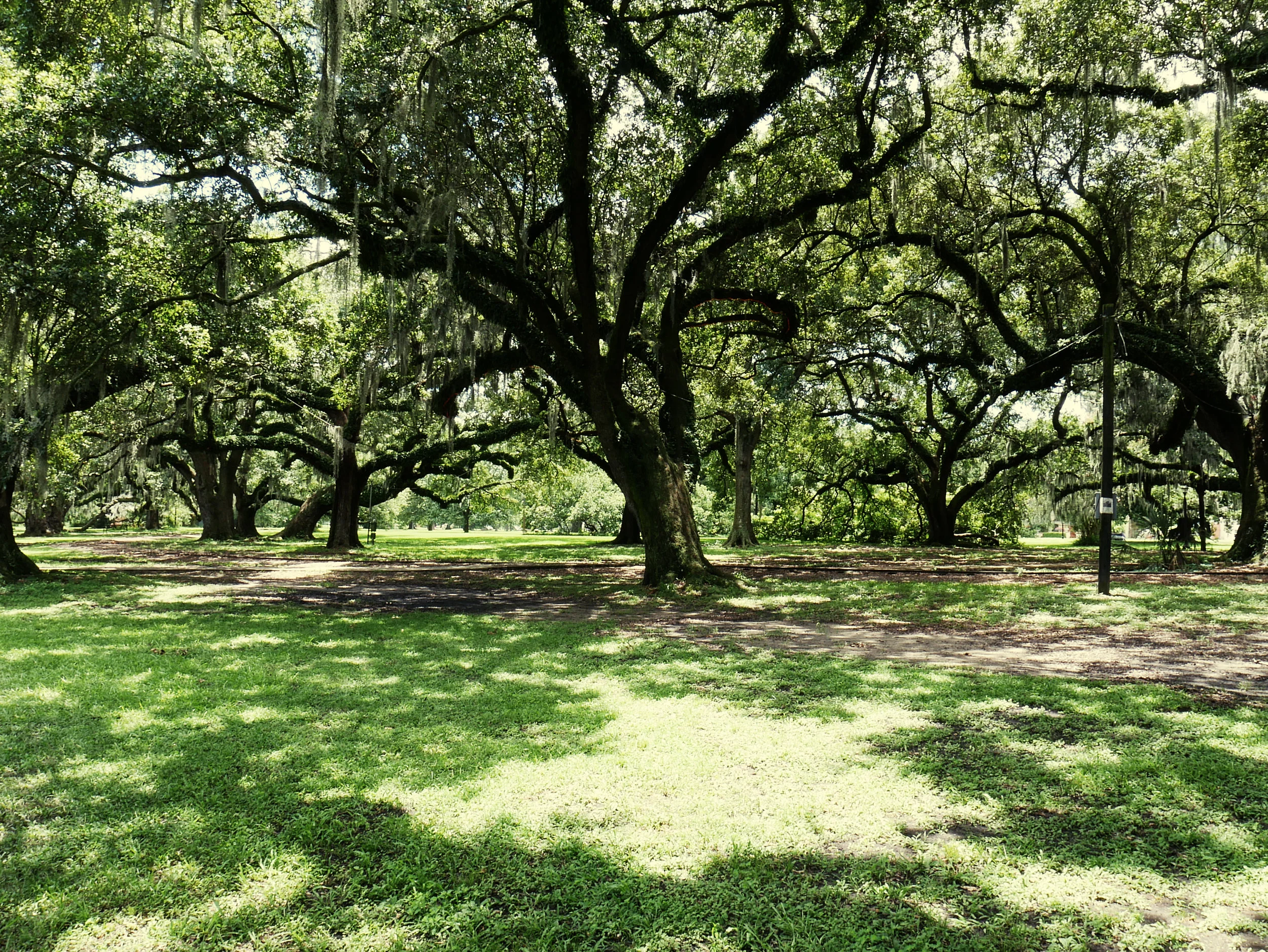 such a shady tree.jpg