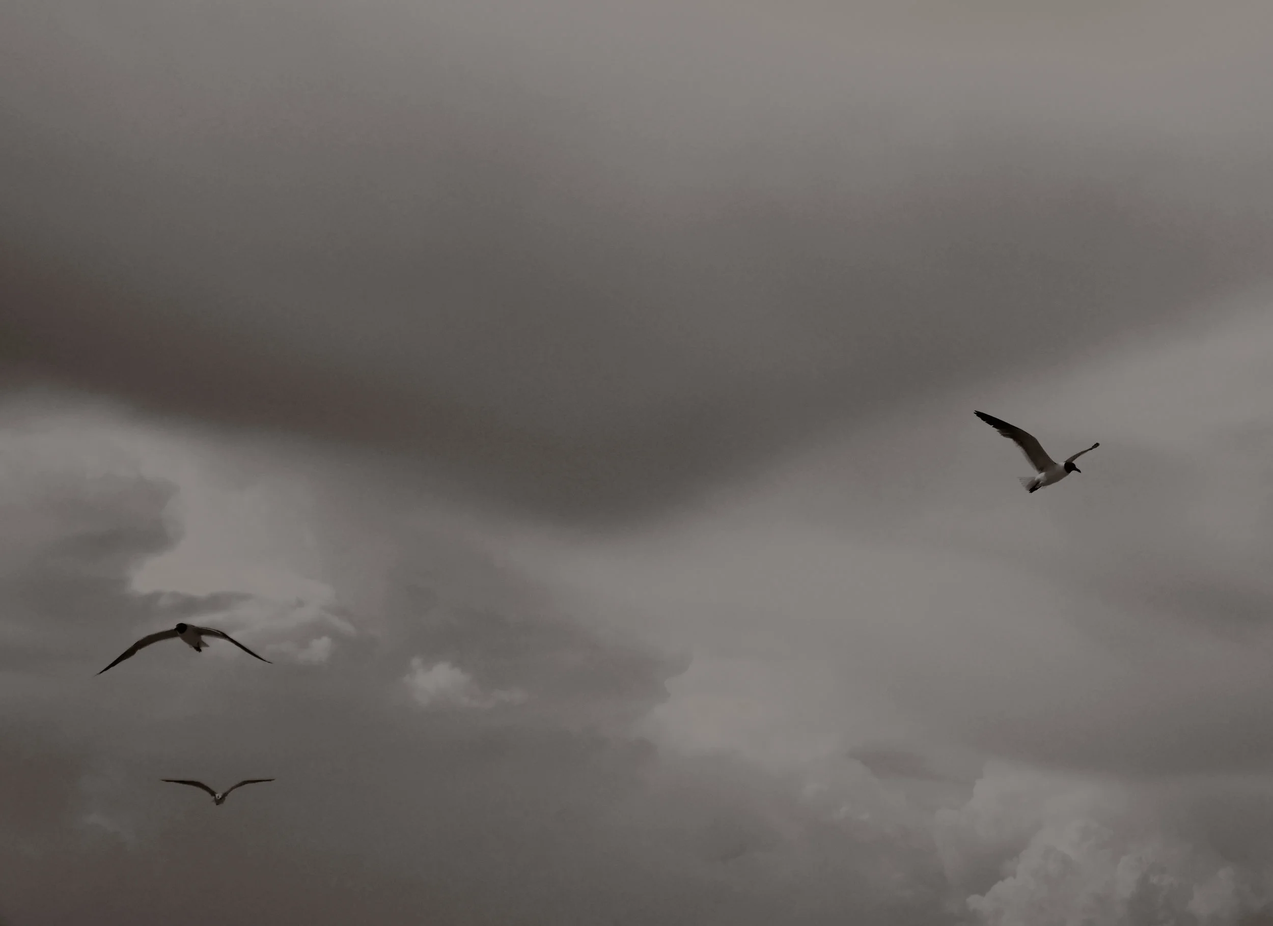 fly on.jpg