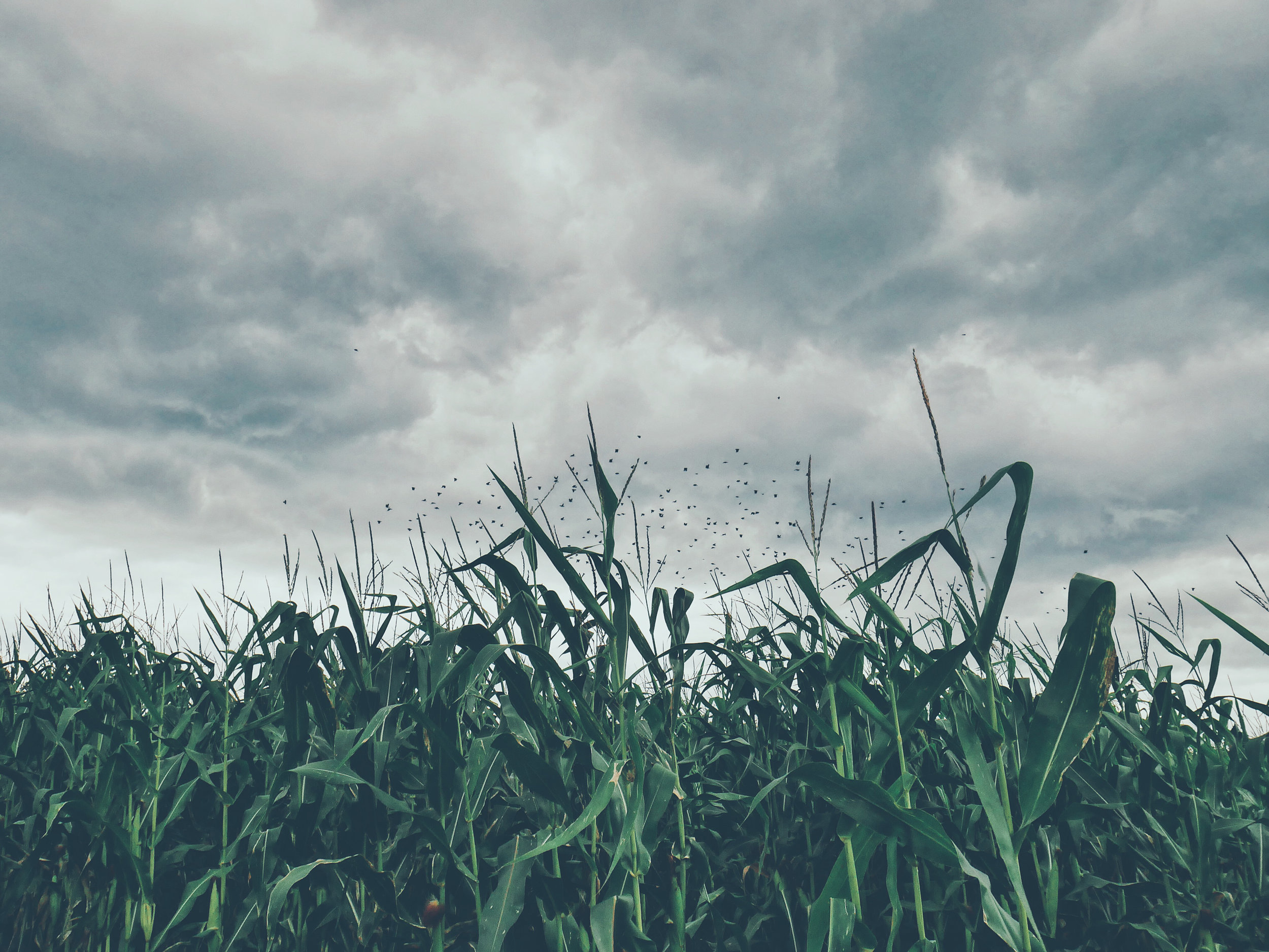 hidinginthecorn.jpg