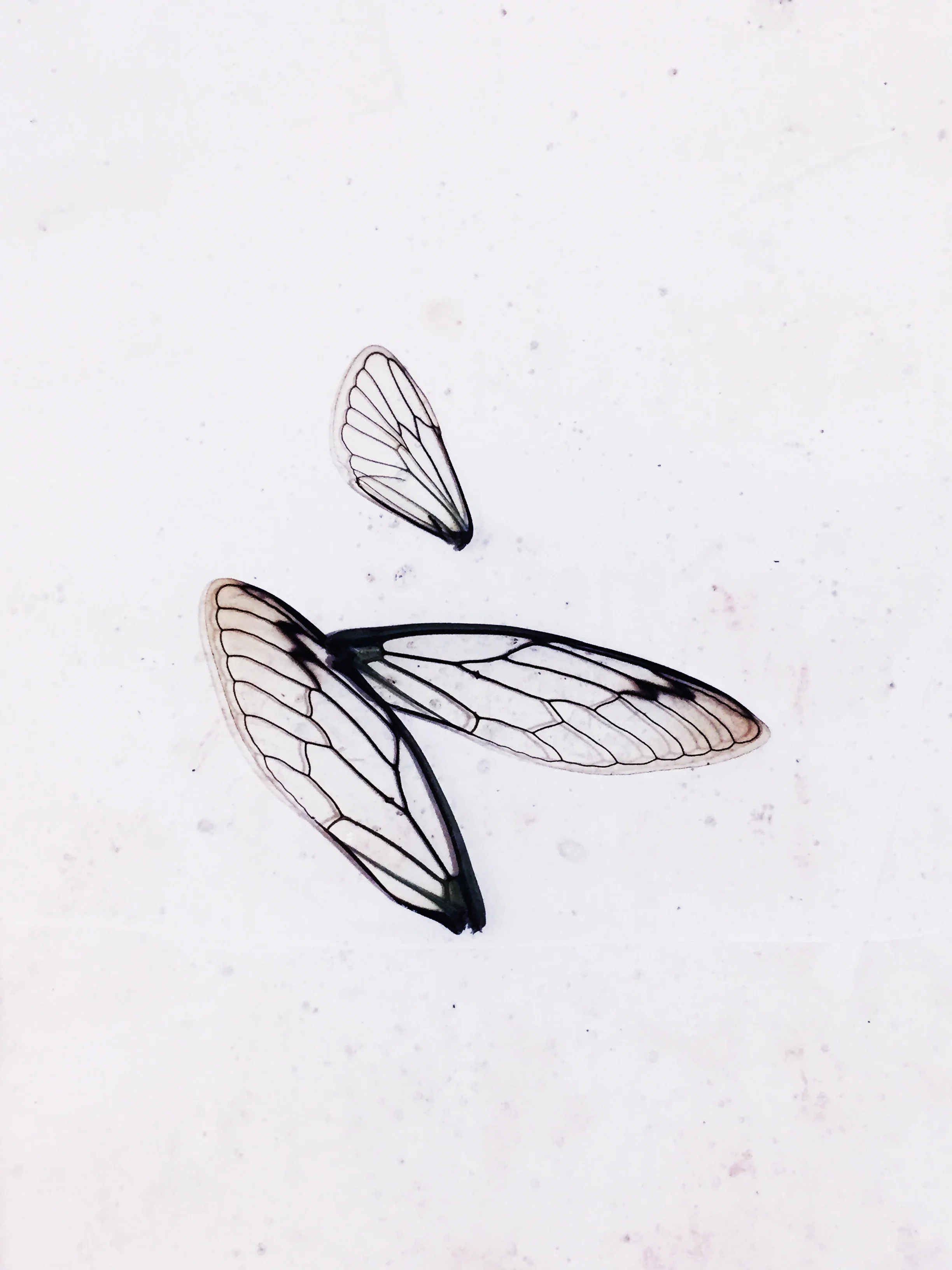 wings.jpg