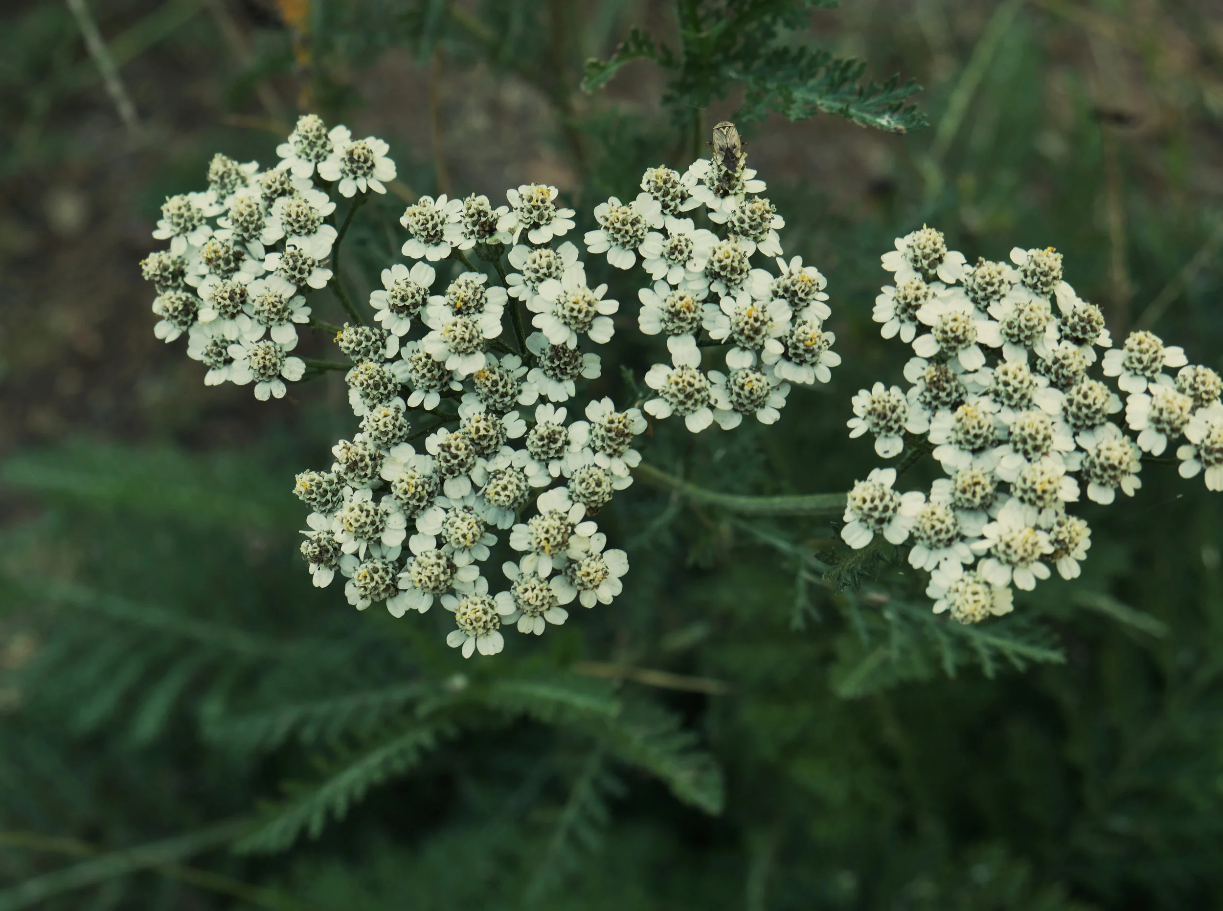igottathingforyarrow.jpg