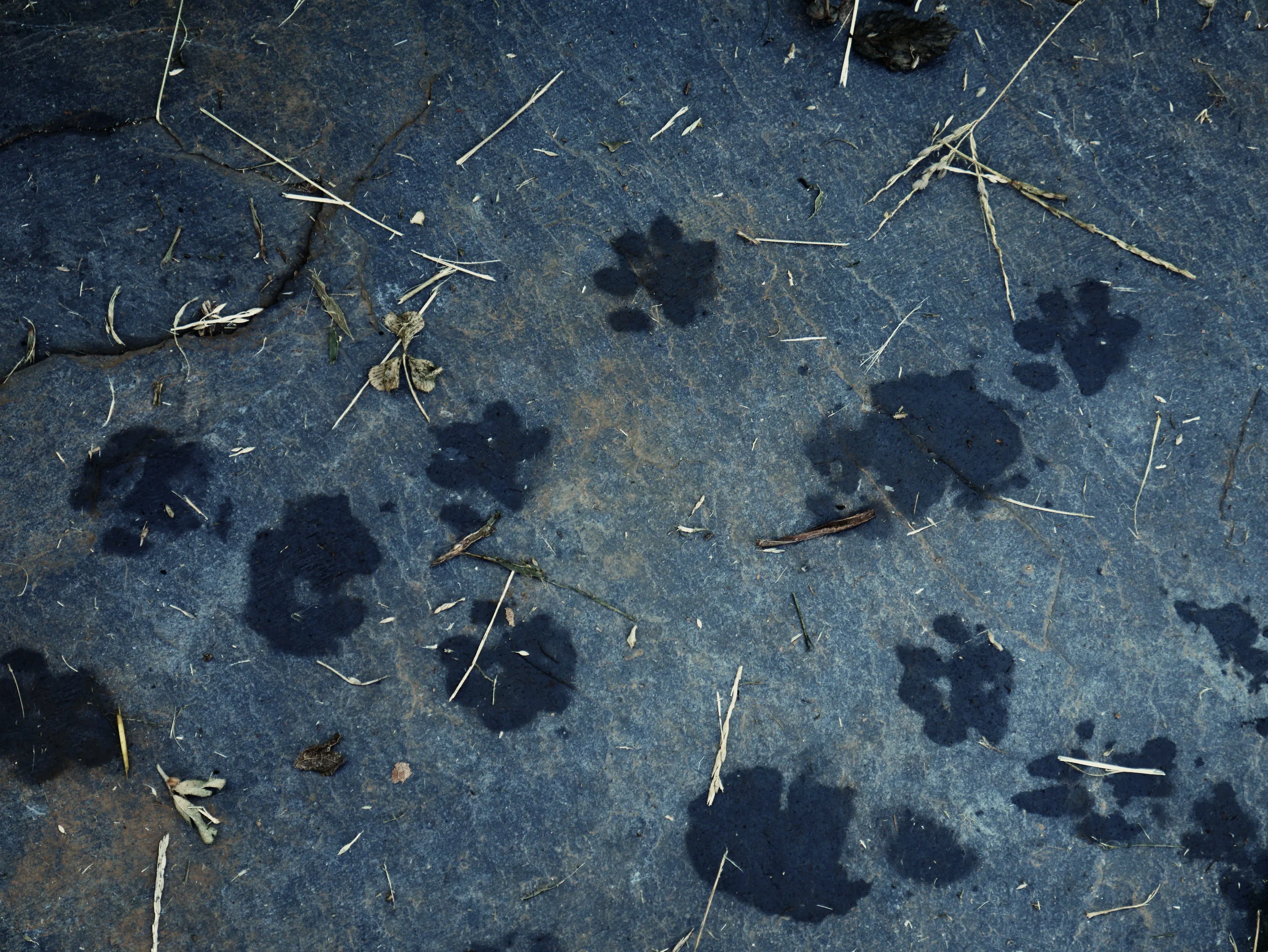 paw prints.jpg