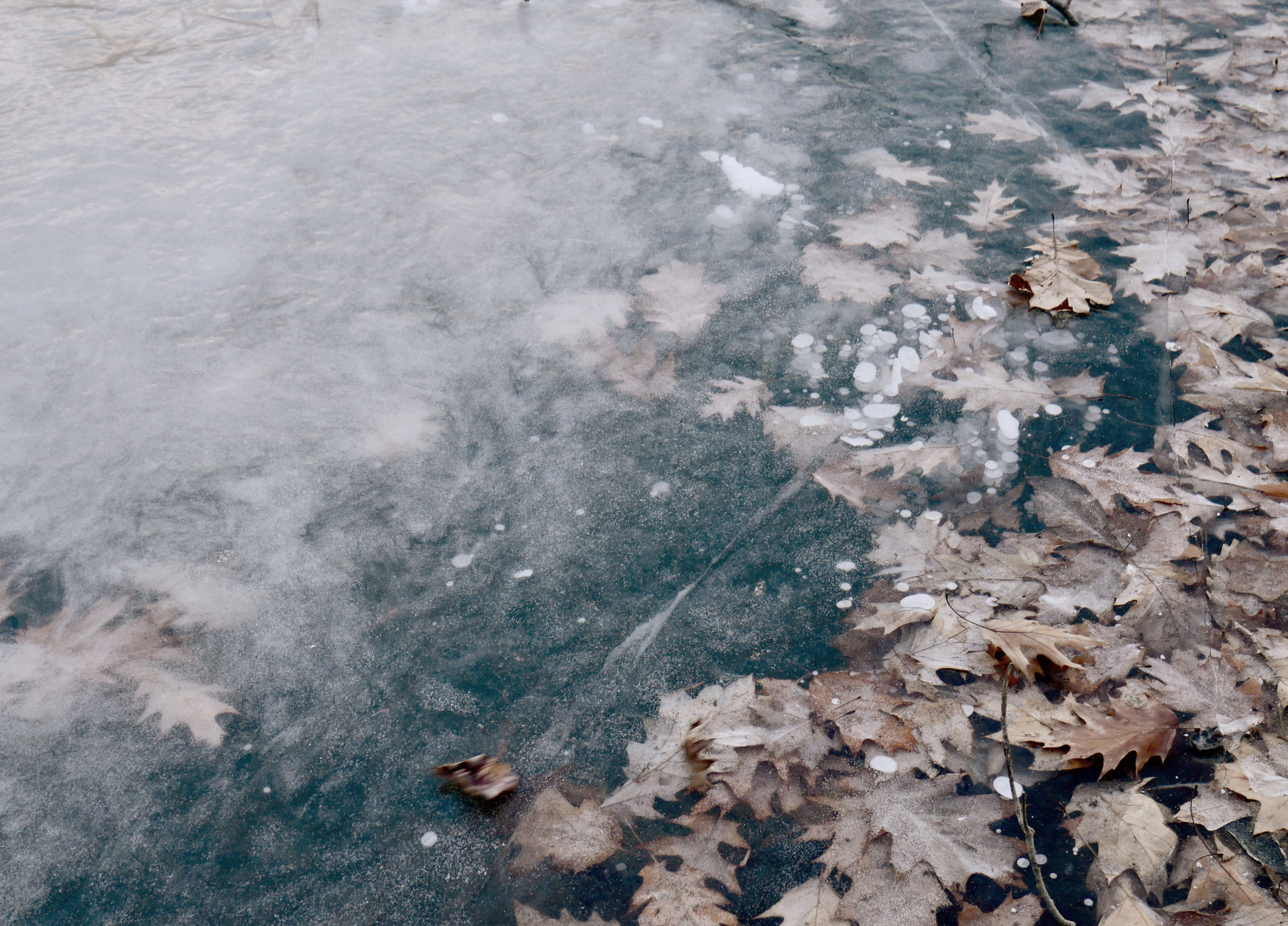 frozen.jpg