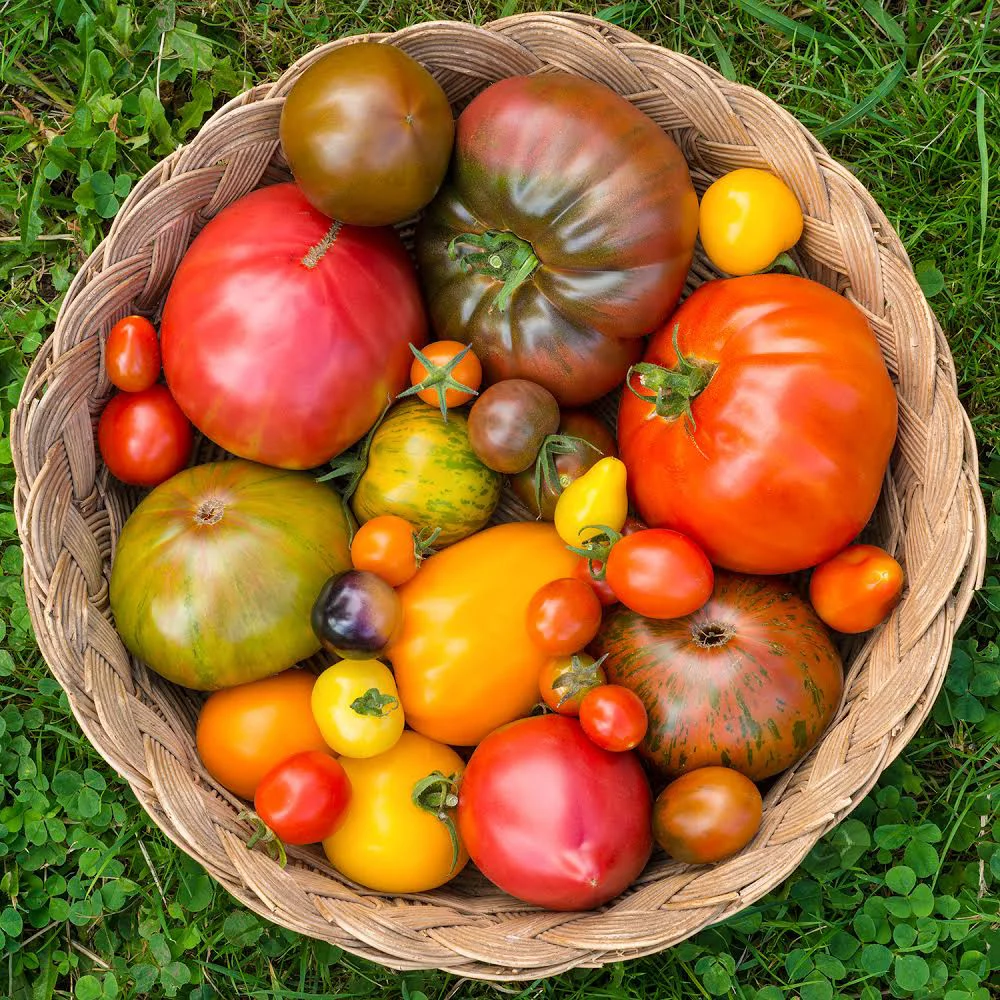 Organic Heirloom Tomatoes
