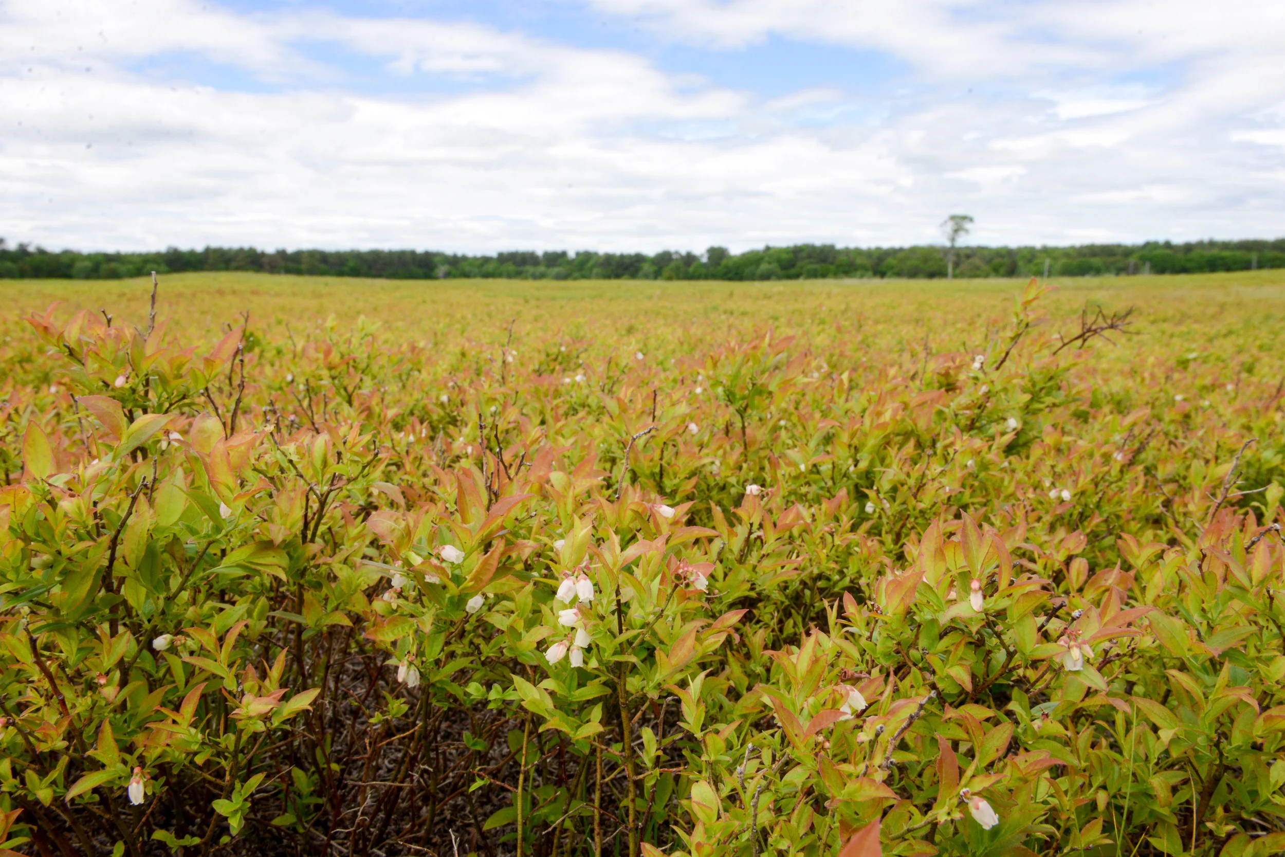 Crystal Spring Farm wild blueberry fields