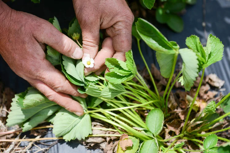 A strawberry plant flowering in early summer at Crystal Spring CSA in Brunswick, Main