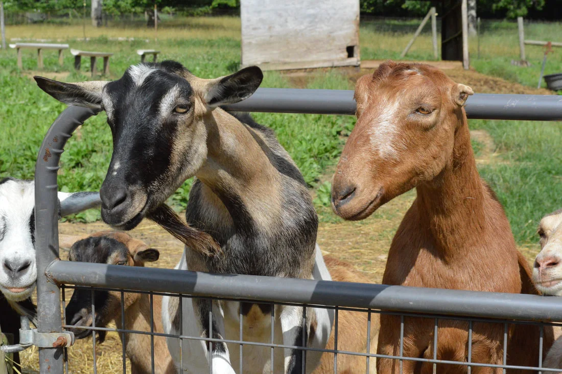 RMC goats.jpg