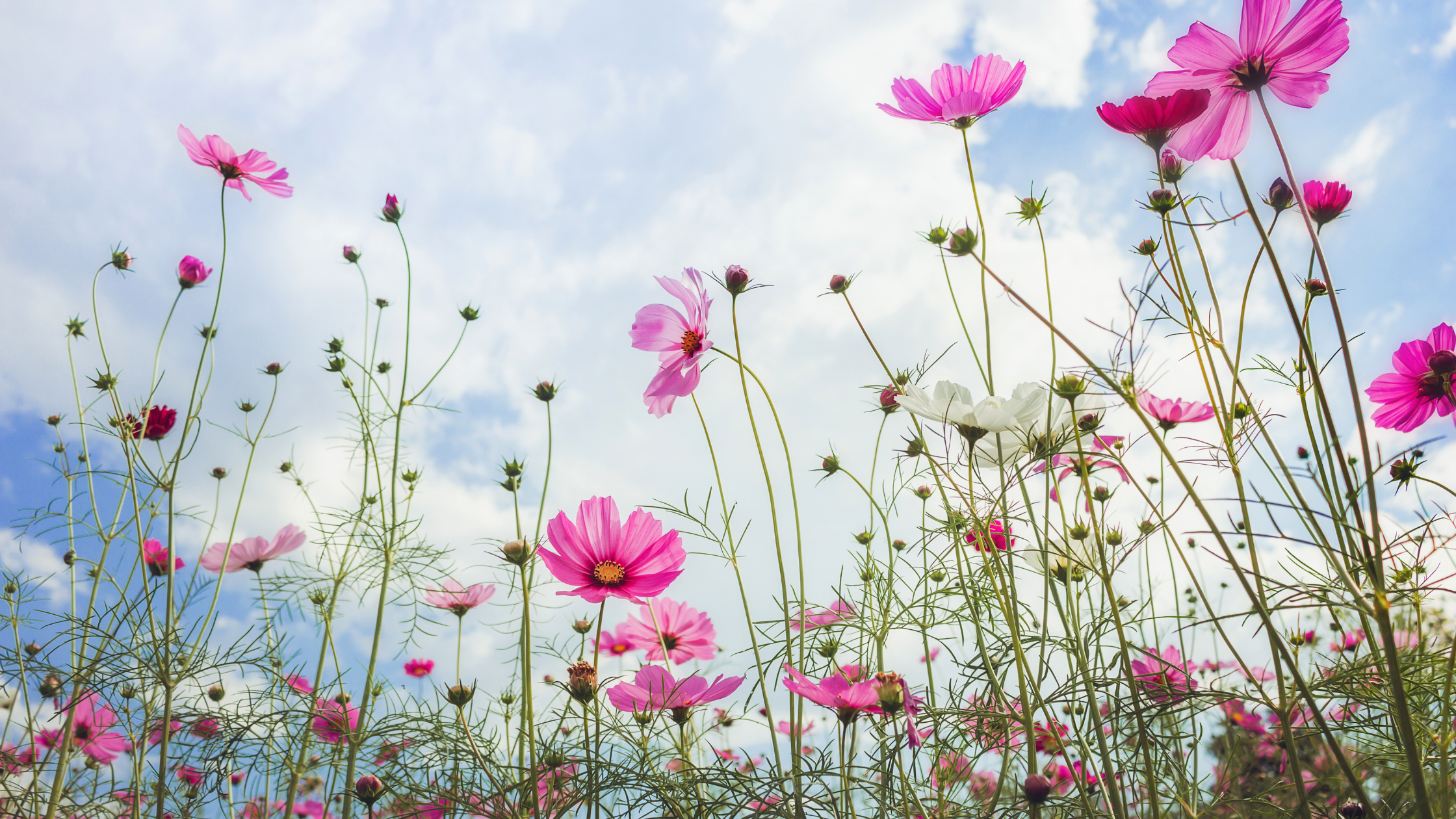 The Competence Trap: When Being the Smartest Person in the Room Holds Your Team Back