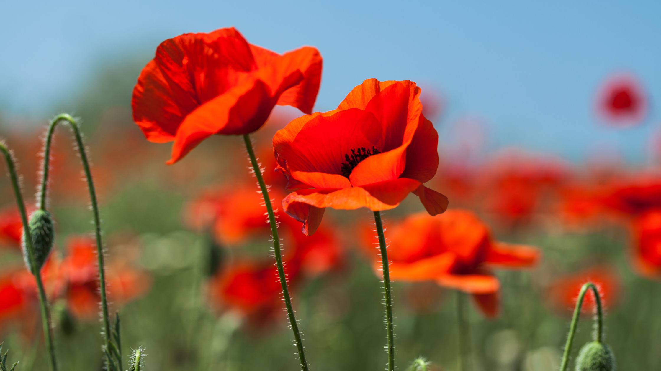 Why Letting Go Feels Harder for Experienced Leaders