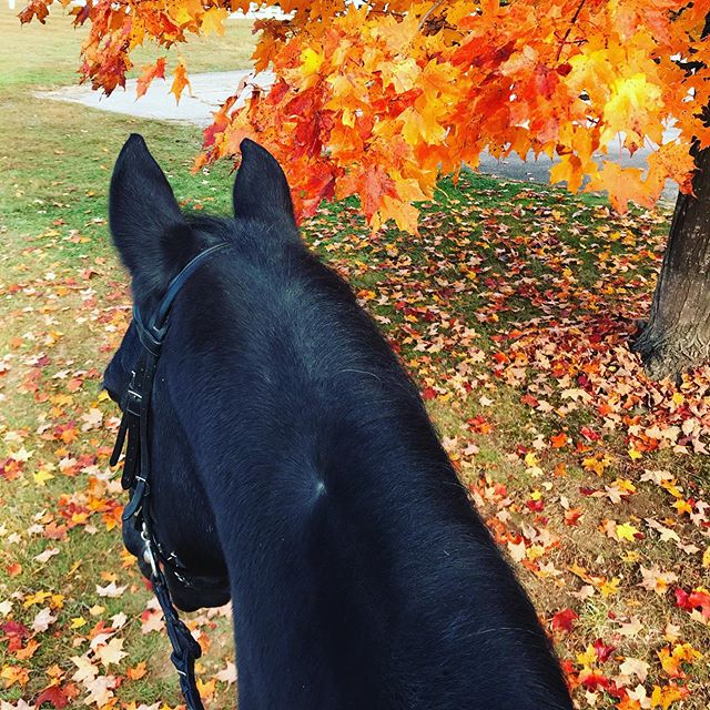 The colors of the season 🧡🖤