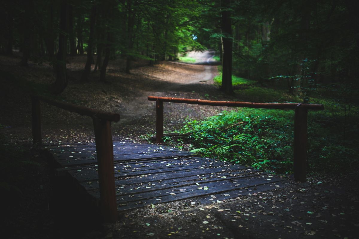 bridge-forest.jpg