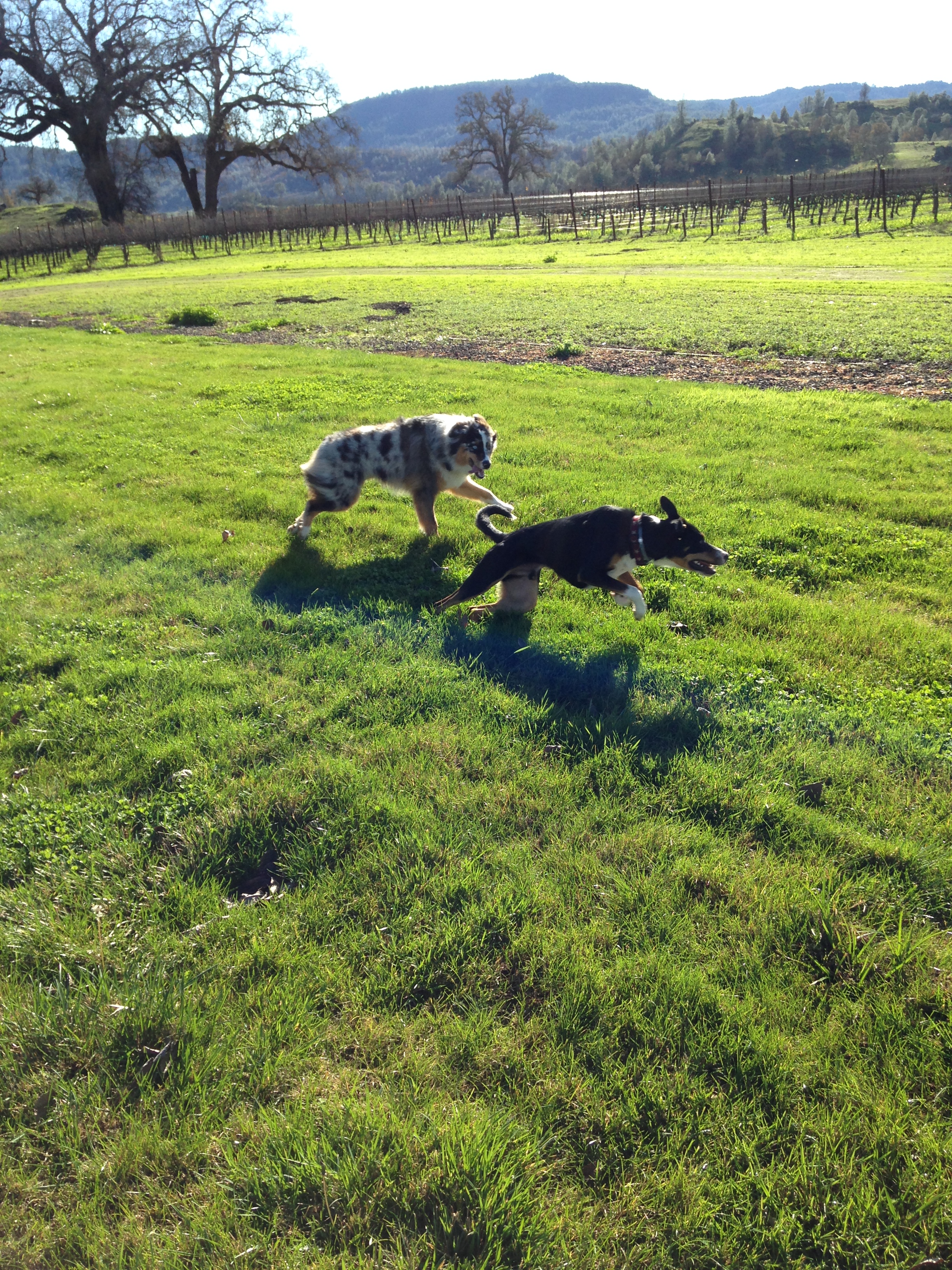 Levi and Brody playing in the vineyards.