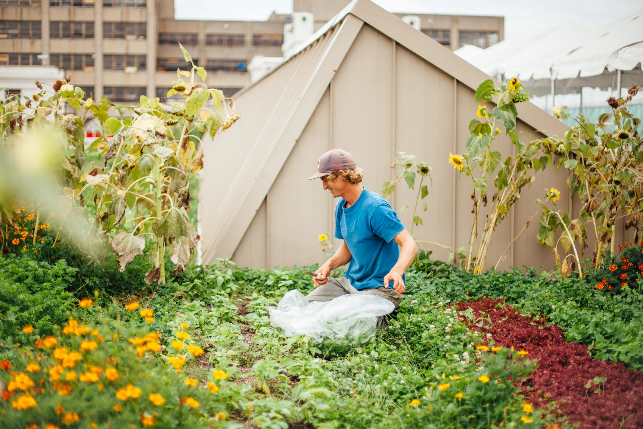 IFP_Brooklyn Grange Herb Harvest.jpg