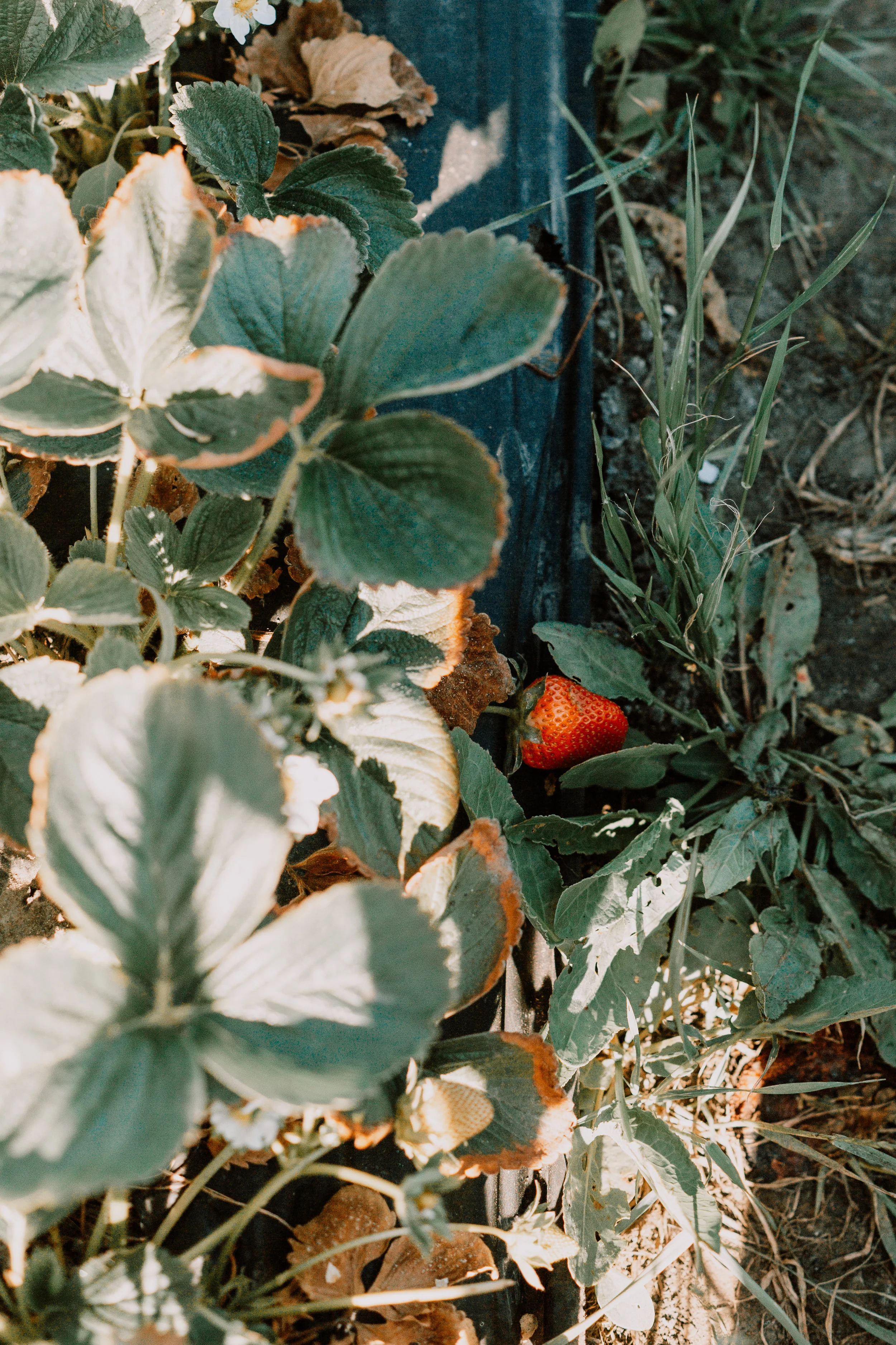 OITF_0512CA_LonelyMountain_IlanaFreddye-108.jpg