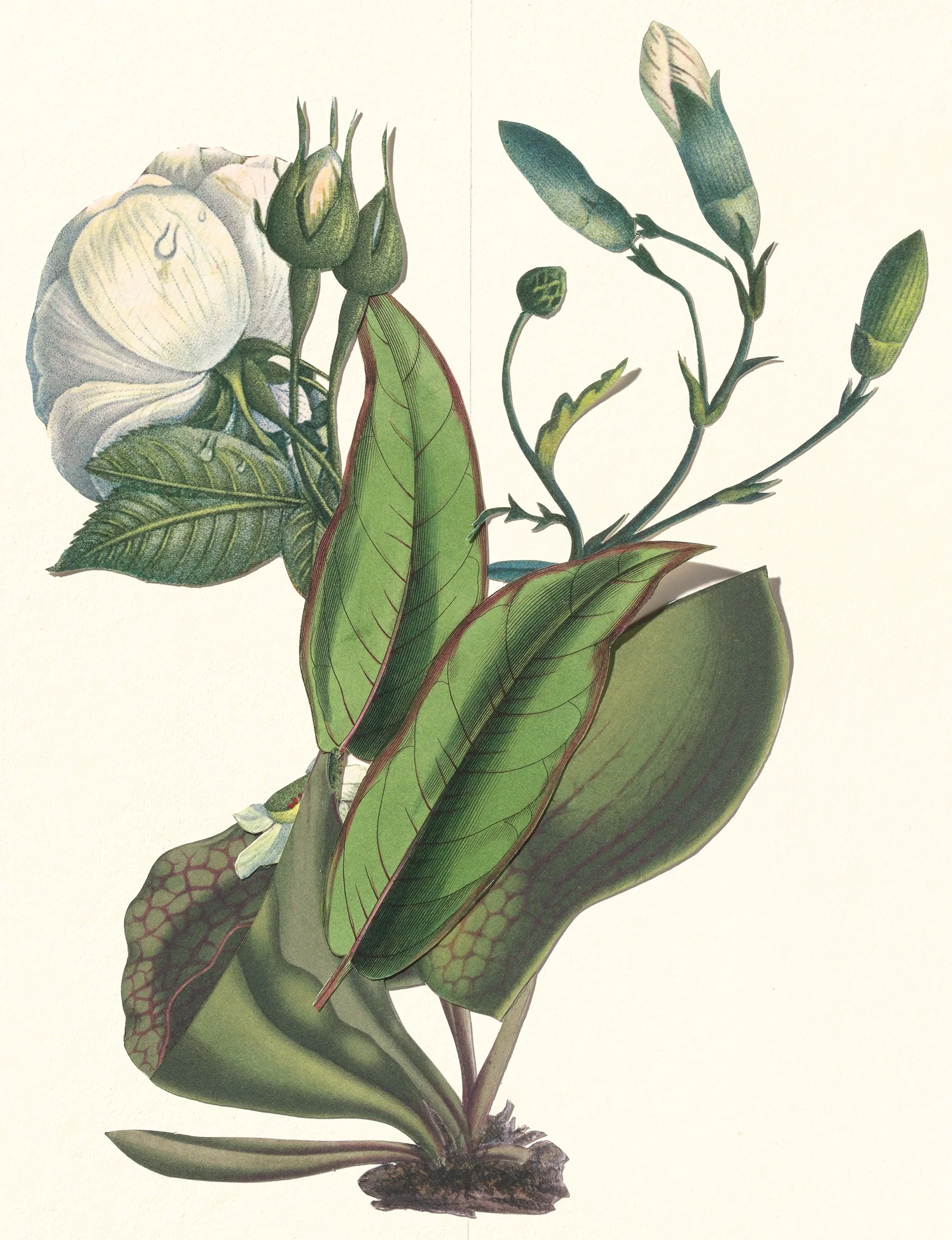 Ikebana Wanna Be, 12 x 18 2026
