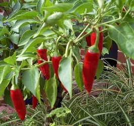 Chilli Jam