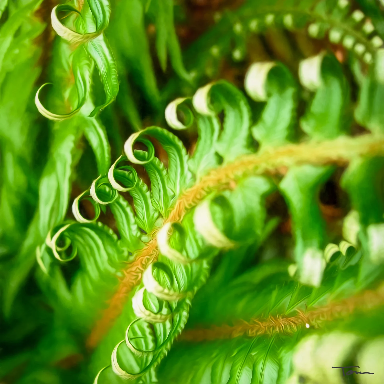 Ferns