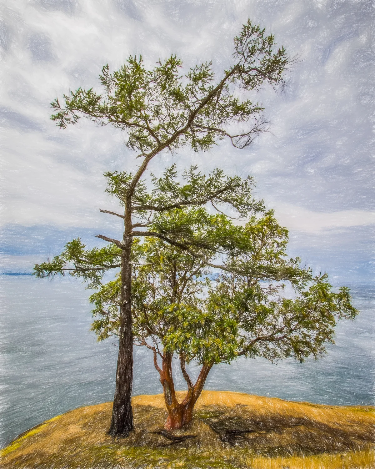 Fir + Madrone