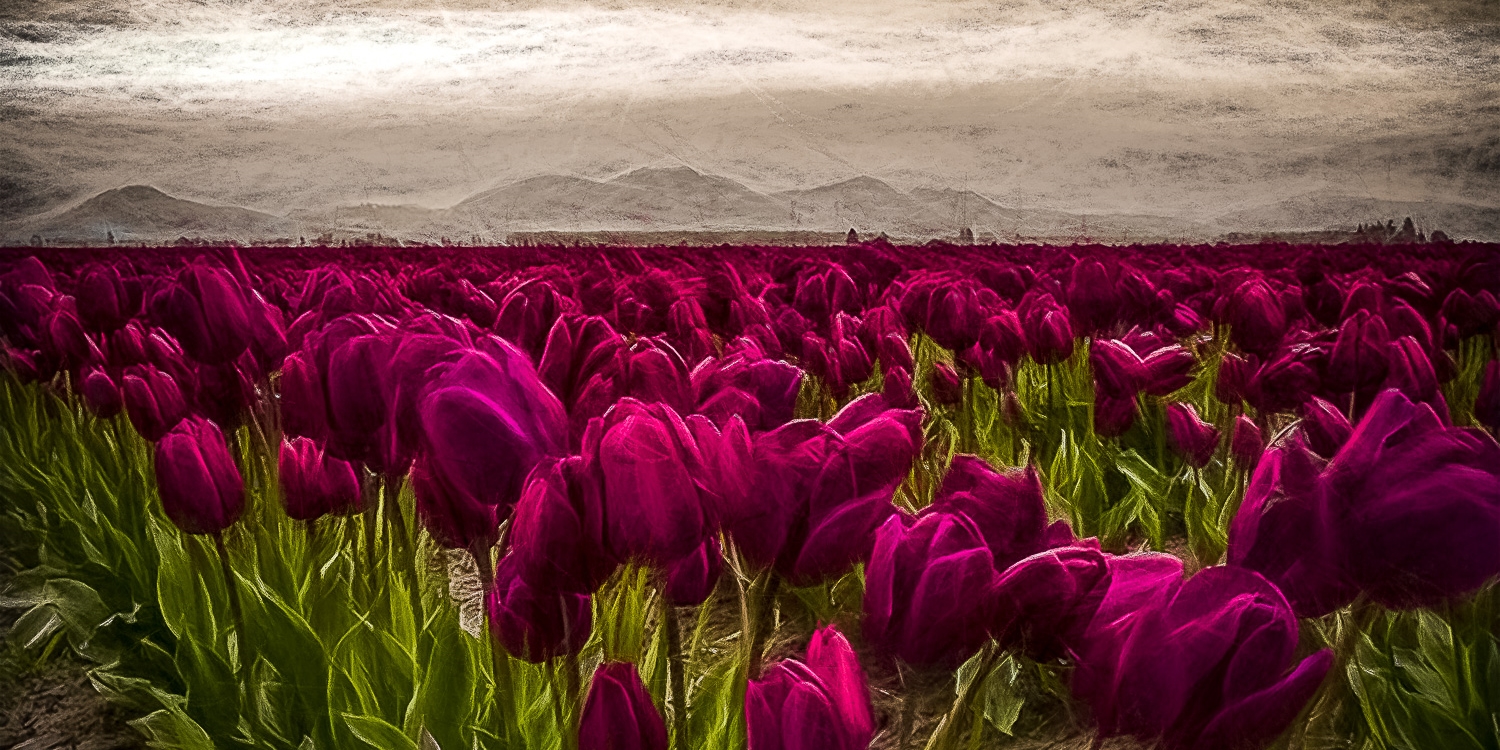 Purple Tulip Pan