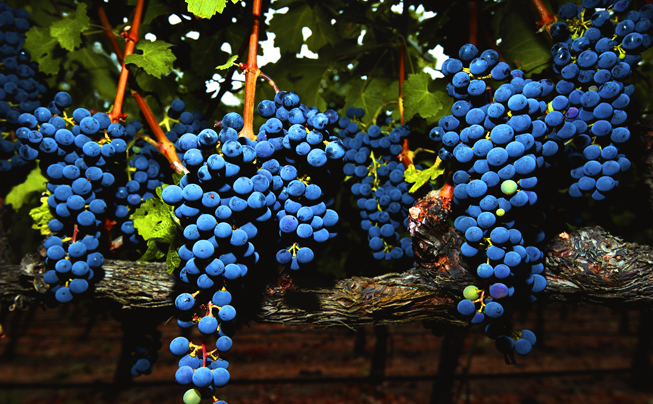 bcellars-vineyard-3.jpg