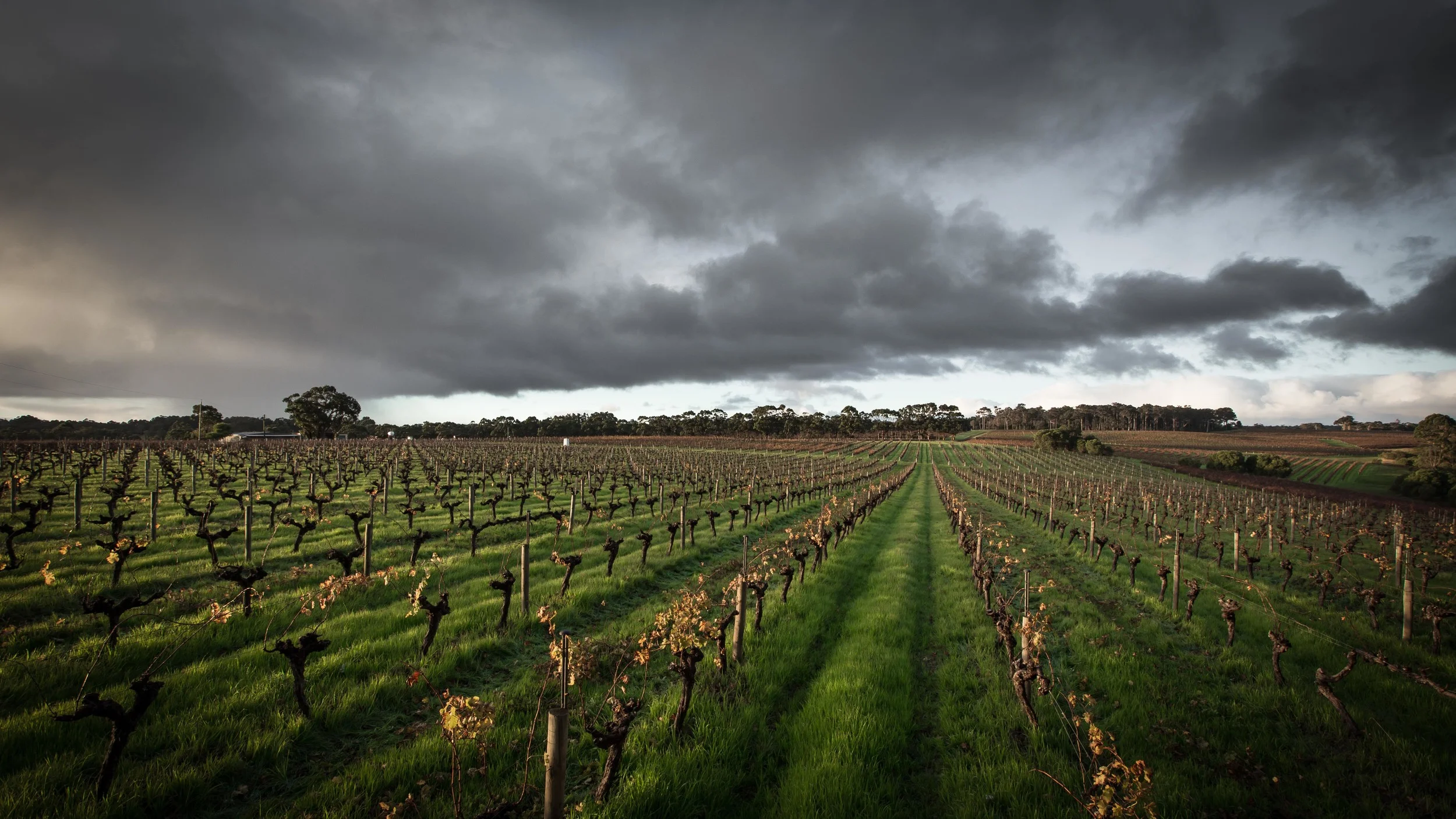 LeeuwinEstate_Vineyard_WEB2.jpg