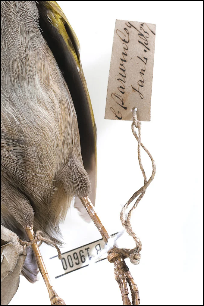 Charles Darwin specimen.jpg