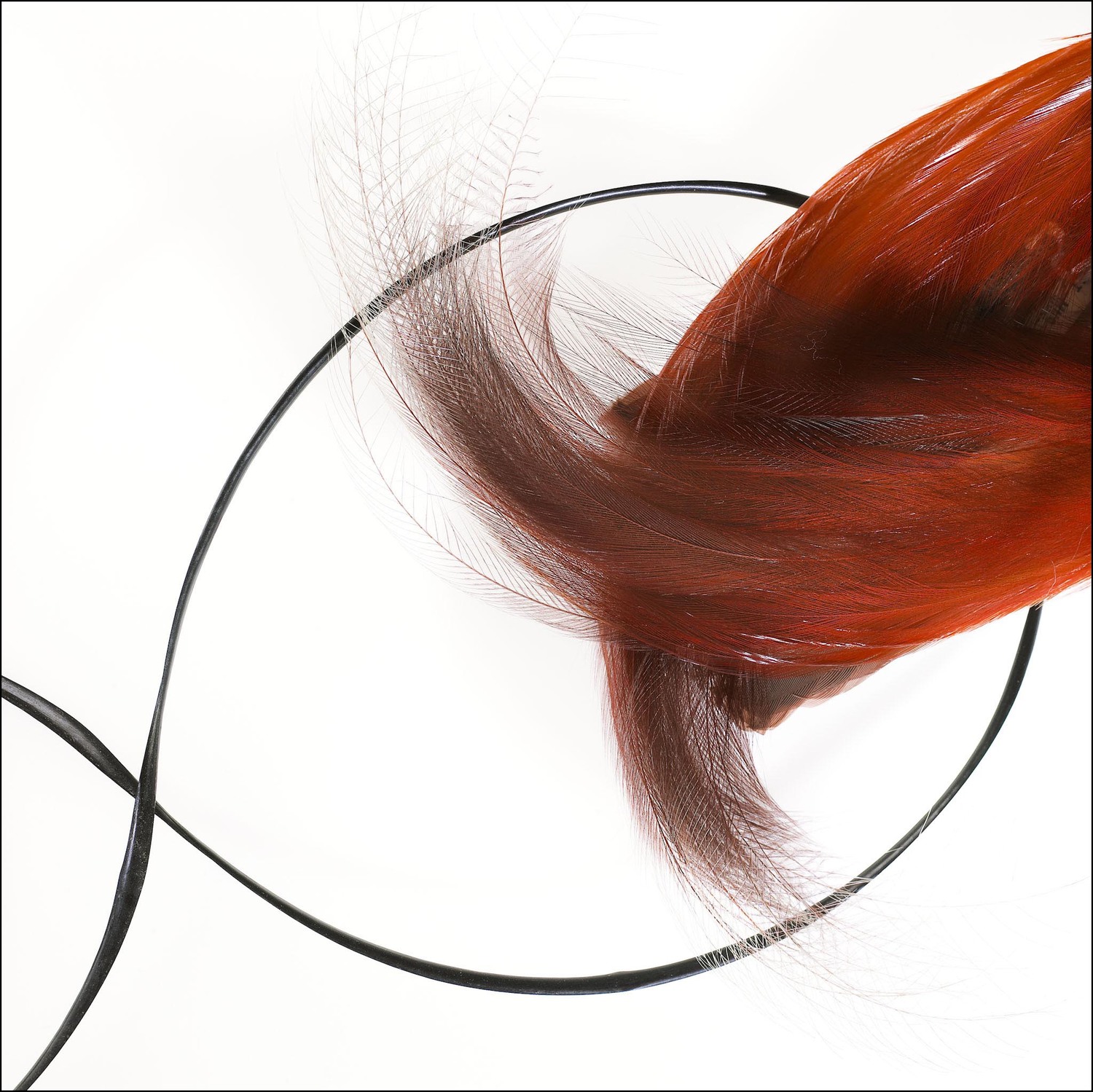 Museum Victoria - Bird of Paradise.jpg