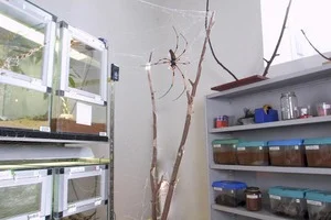 Museum Victoria - Bugs Alive.jpg