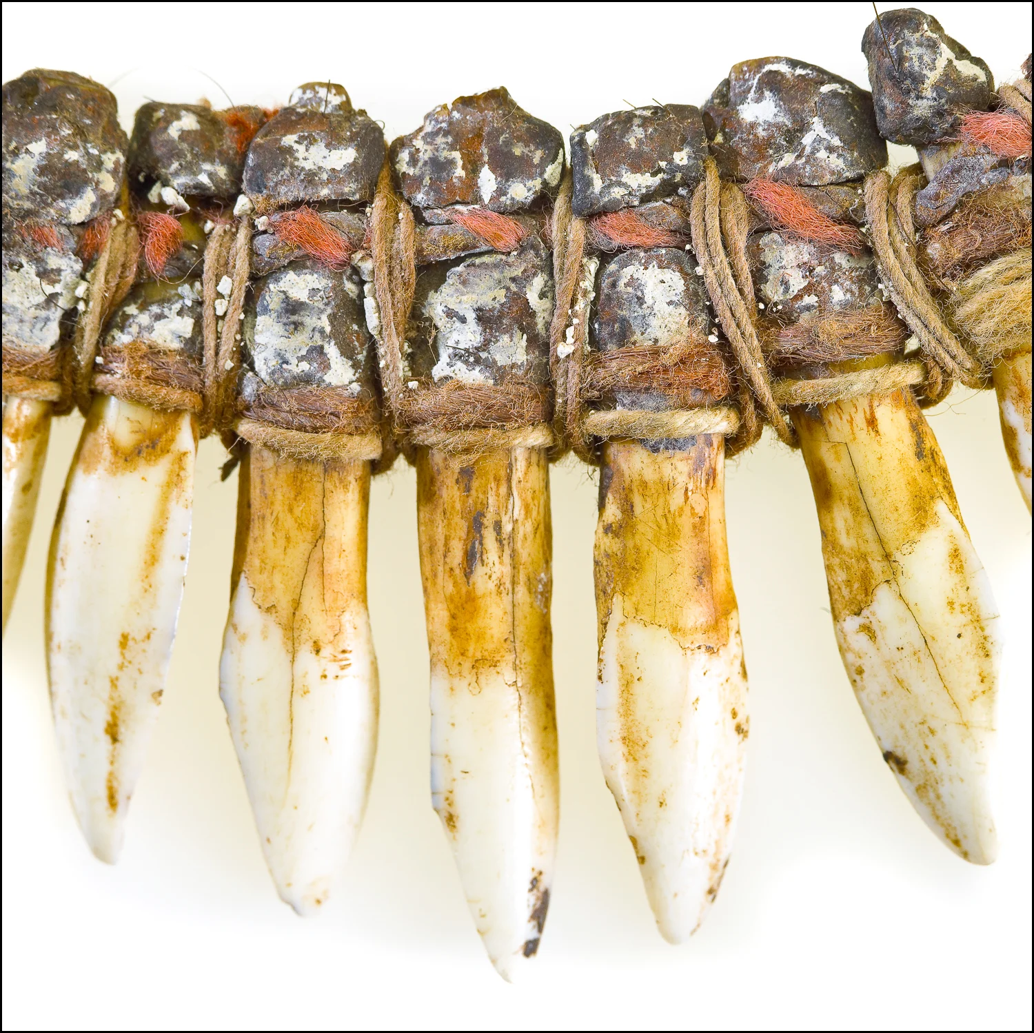 Museum Victoria - Tooth necklace.jpg