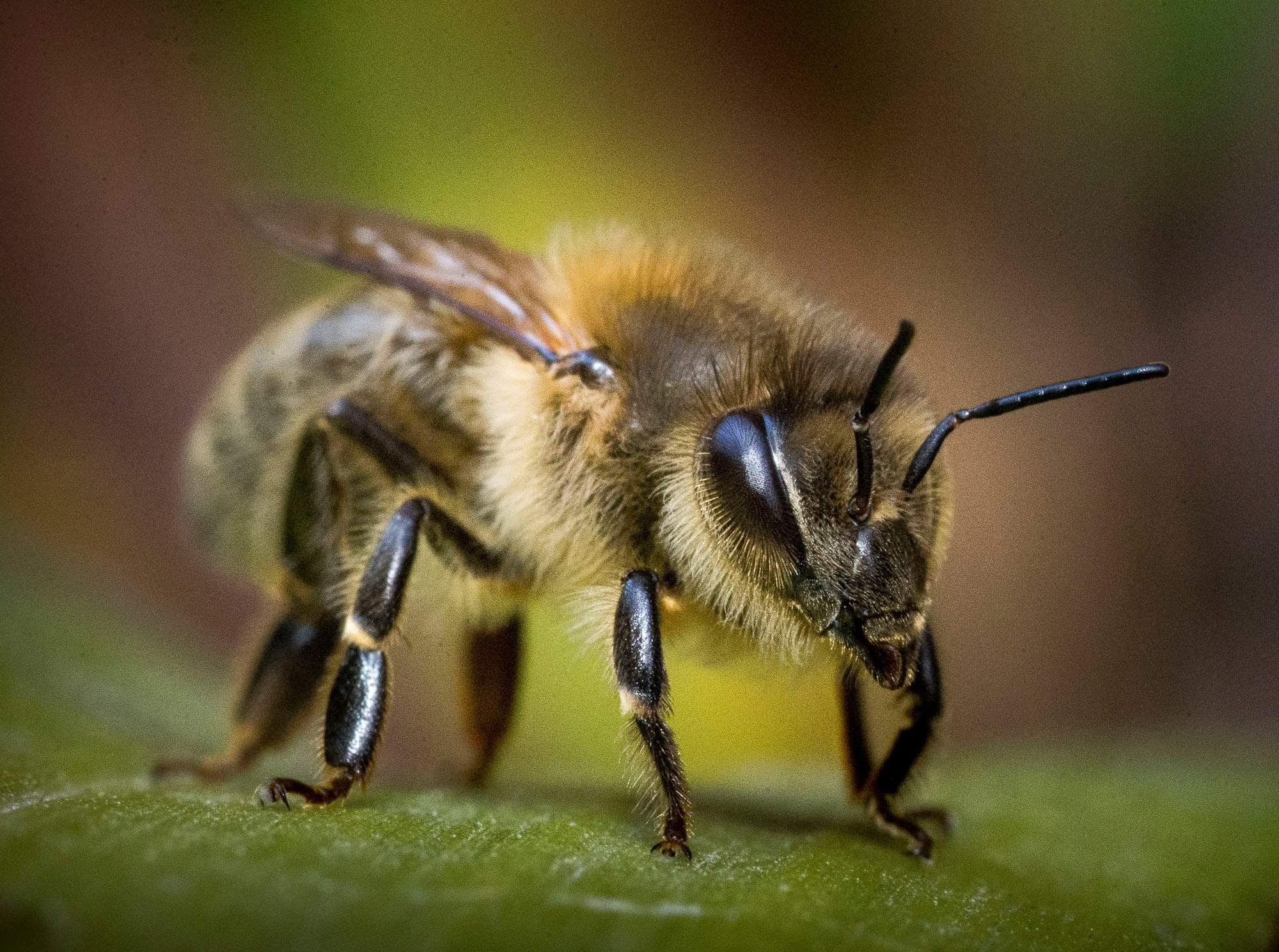 Honey Bee Research.jpg