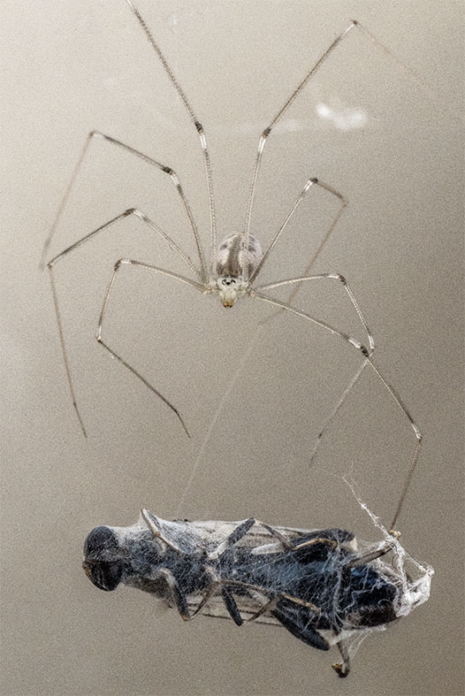 Daddy long legs.jpg