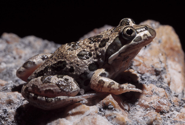 Limnodynastes dorsalis.jpg