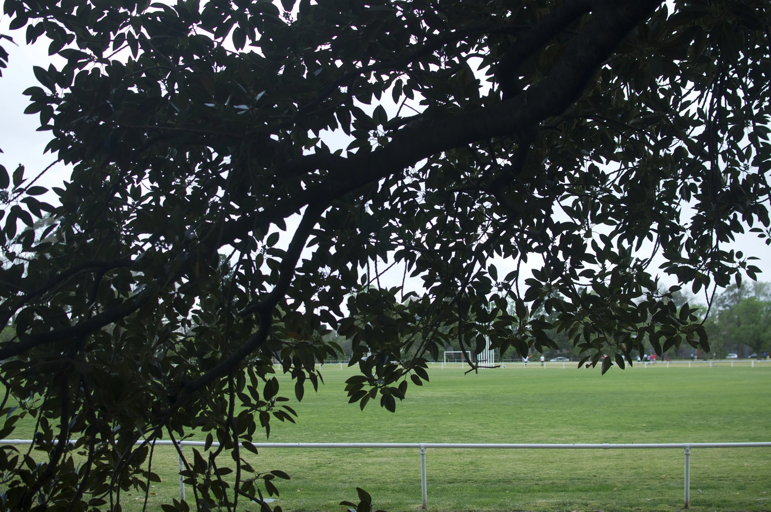 Trees.jpg