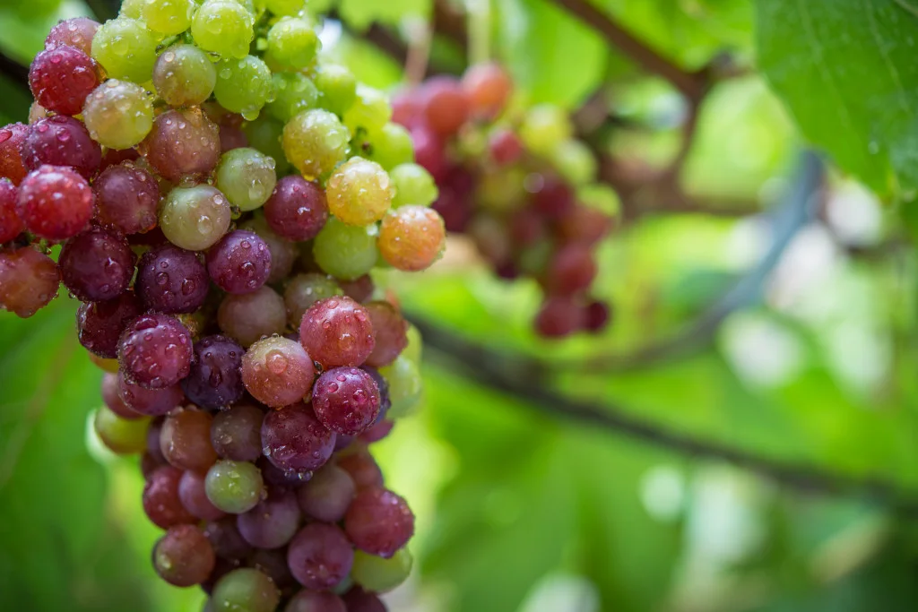 Grapes are one of the most powerful healing foods in the world. 
