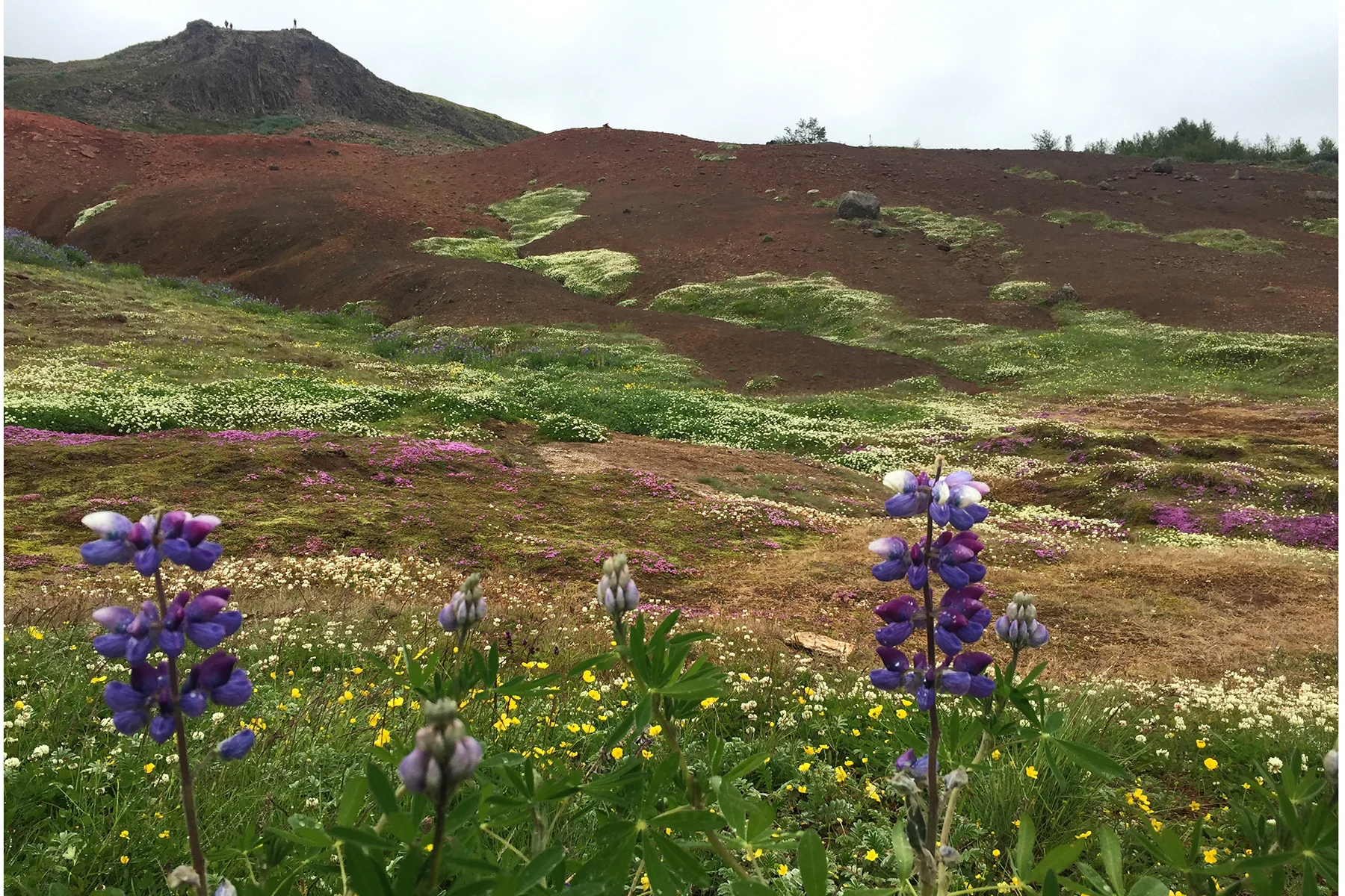 The Lupin or BlueBells grow like weeds all over the countryside.