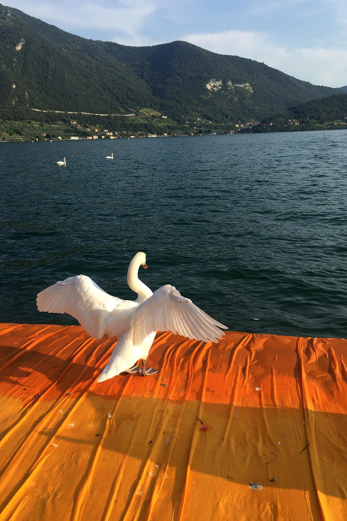 The swans loved it too.