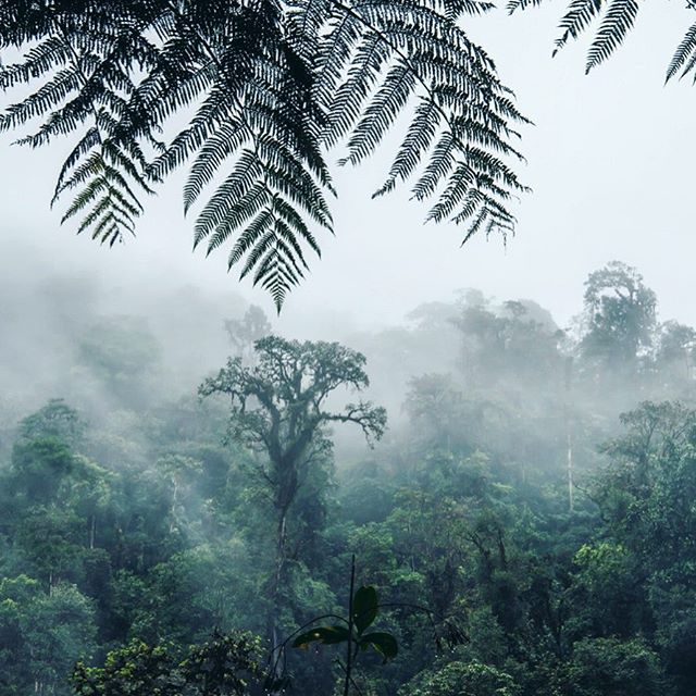 Where fairytales arise 🦋
Misty cloud forest, Ecuador
#travel #traveling #Photography #Travelphotography #landscapephotography #landscape #instatravel #instago #mistyforest #ecuador #photooftheday #traveling #travelling #s&uuml;damerika #southamerica