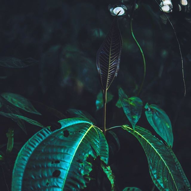 Morning sunrays 🌴🌿🌱
Misty cloud forest, Ecuador
#travel #traveling #Photography #Travelphotography #landscapephotography #landscape #instatravel #instago #mistyforest #ecuador #photooftheday #traveling #travelling #s&uuml;damerika #southamerica #i