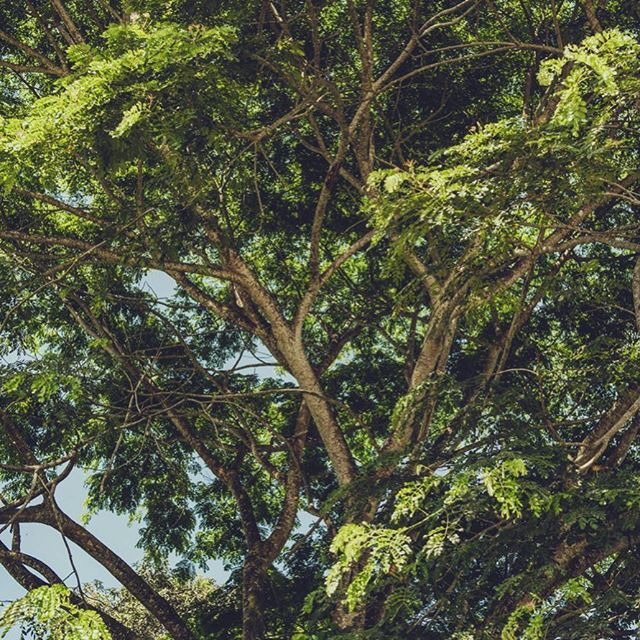 🌿🌿🌿
#travel #traveling #Photography #Travelphotography #landscapephotography #landscape #instatravel #instago #forest #ecuador #photooftheday #traveling #travelling #s&uuml;damerika #southamerica #instatraveling #mytravelgram #travelgram #landscap