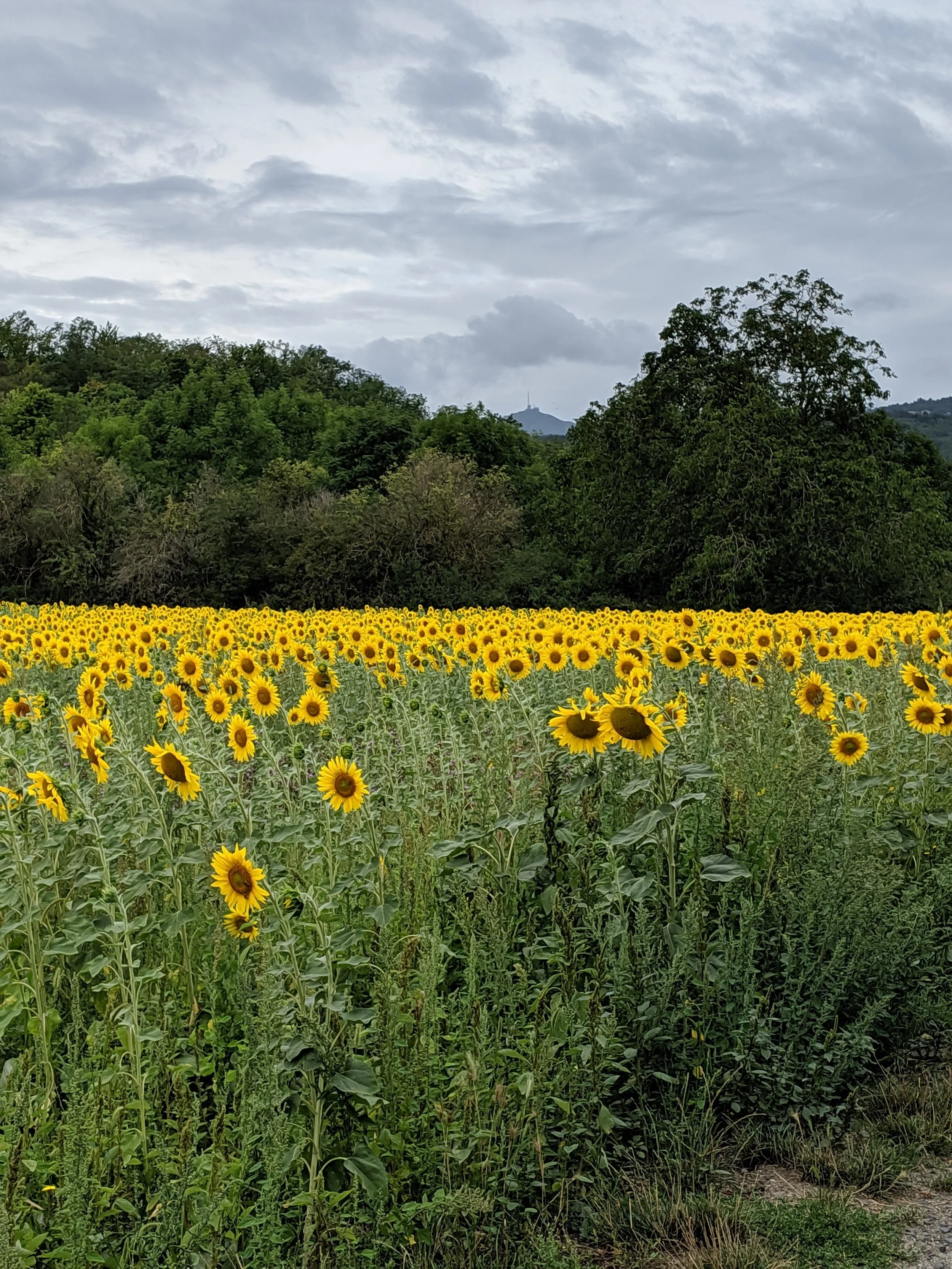 Sunflowers.jpg