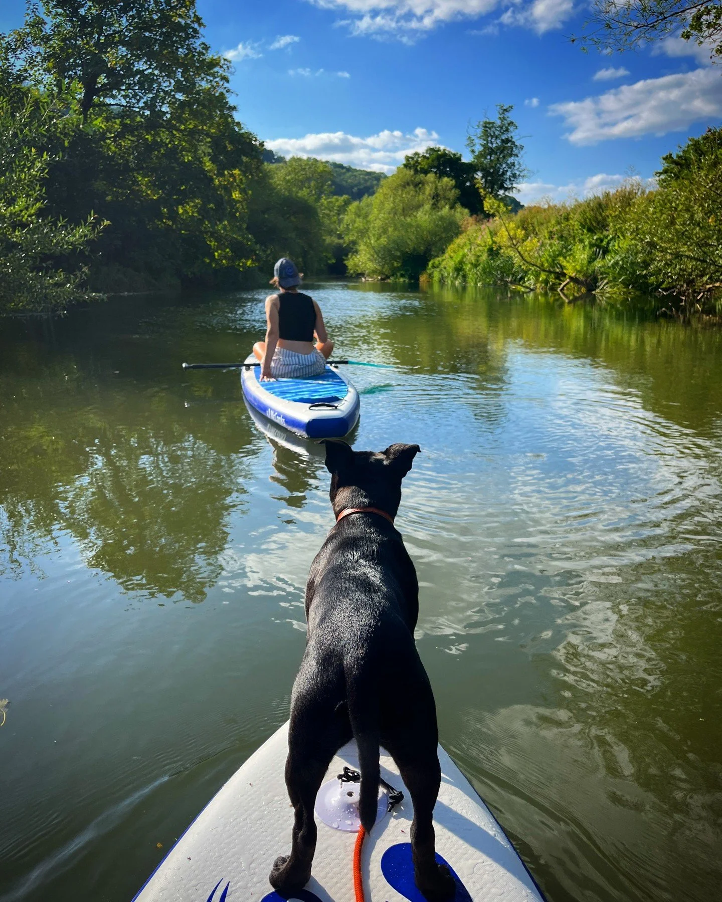 ❤️ yup. 

#staffiepuppy