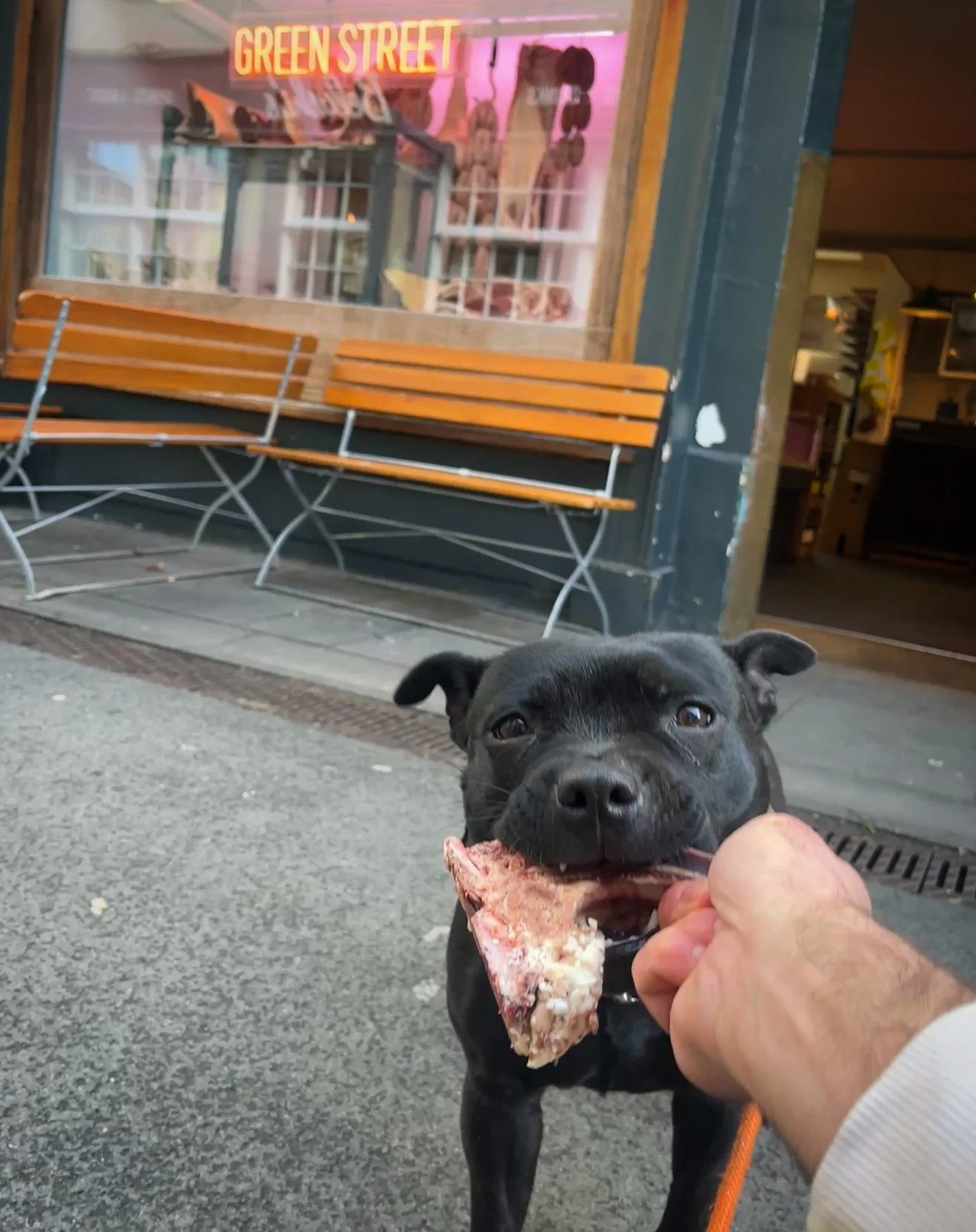 Happy 1st birthday to Cherry. 
Thanks to @greenstreetbath for the bone. 🦴

PS. Have you ever eaten one of their sandwiches? If not, stop what you are doing. Go now.