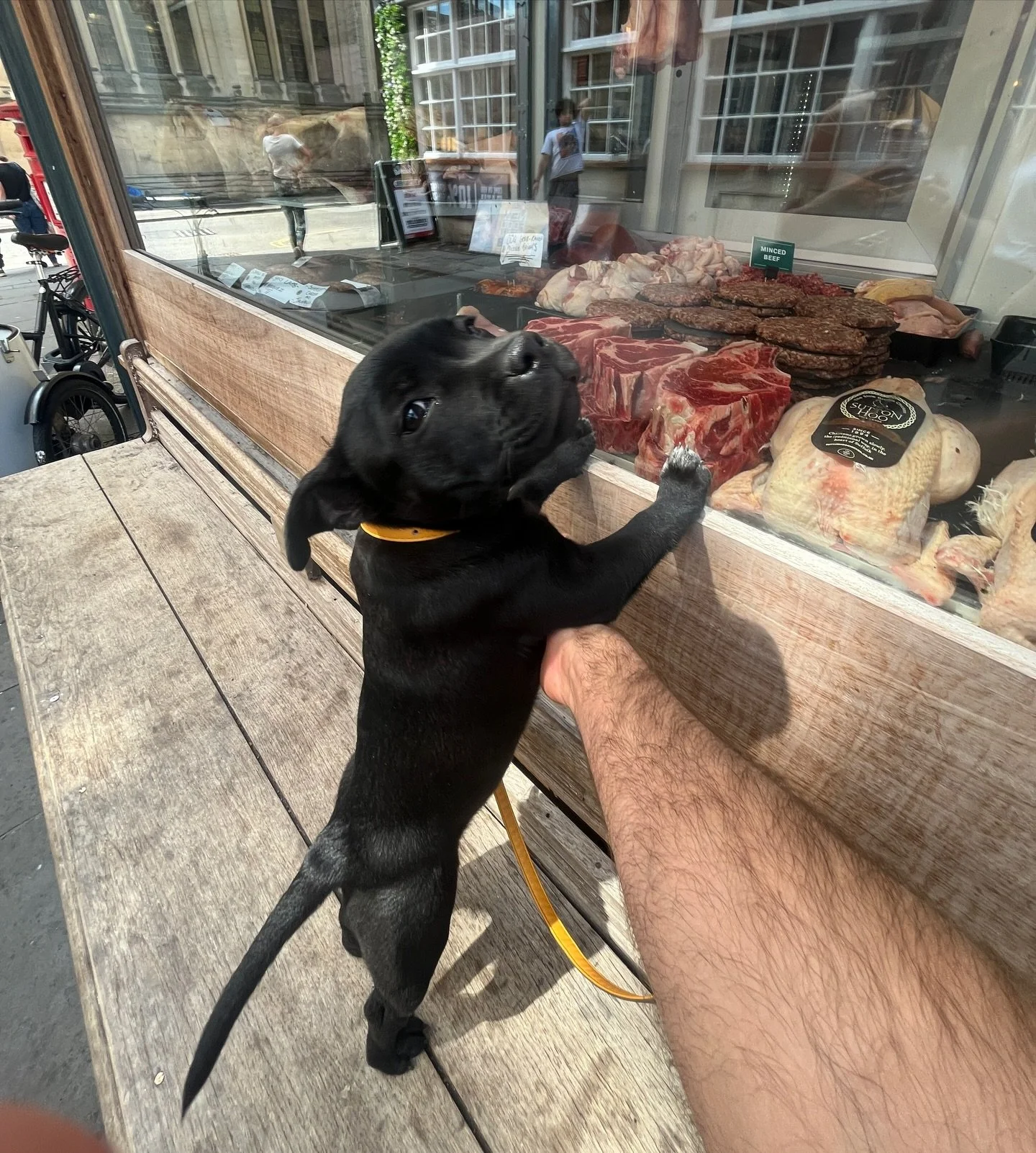 Window shopping @greenstreetbath 🥩

#staffiepuppy