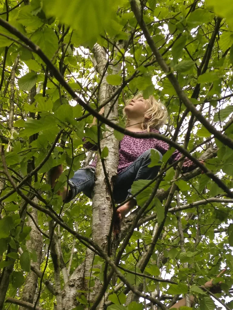 kid in a tree.webp