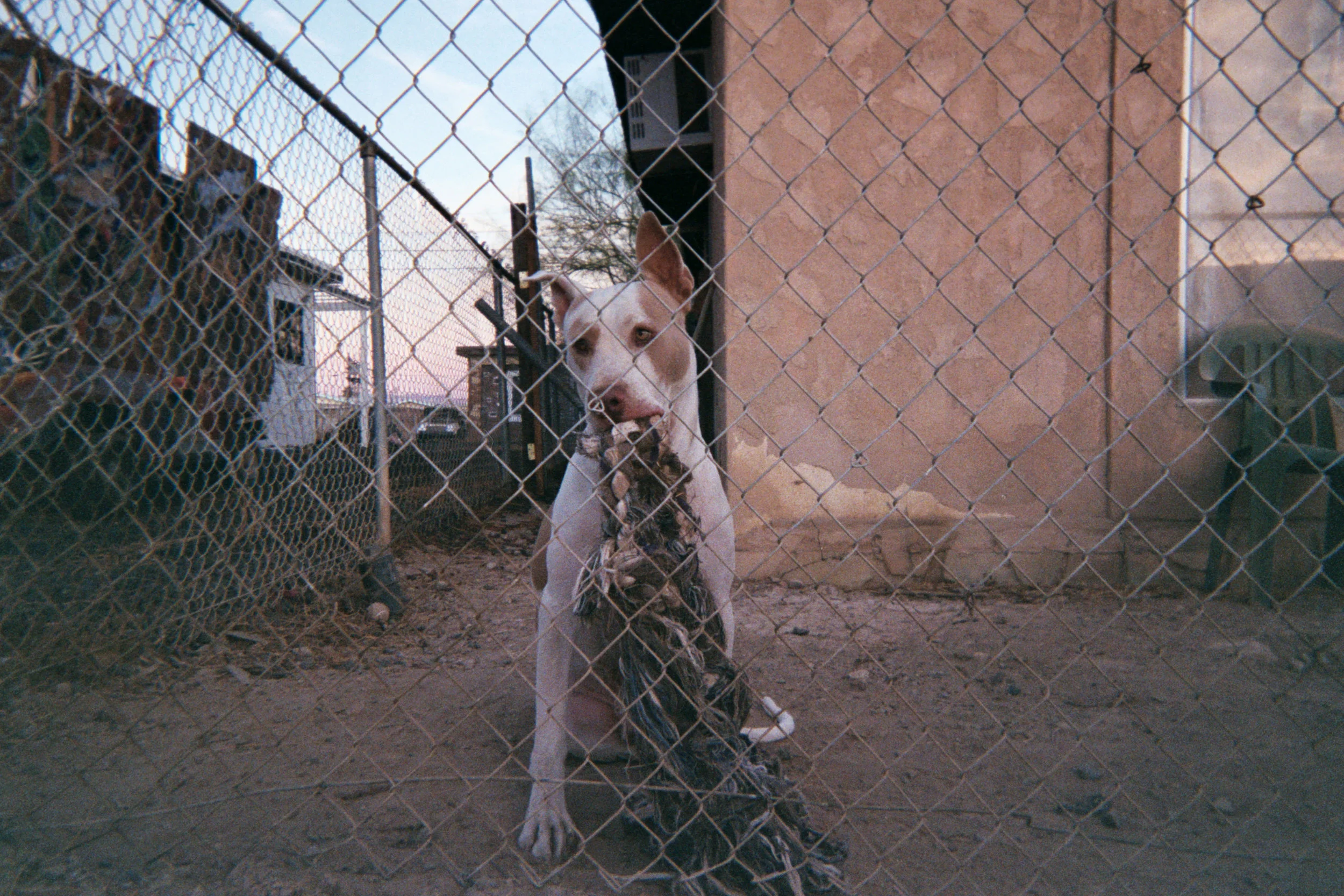doggy.jpg