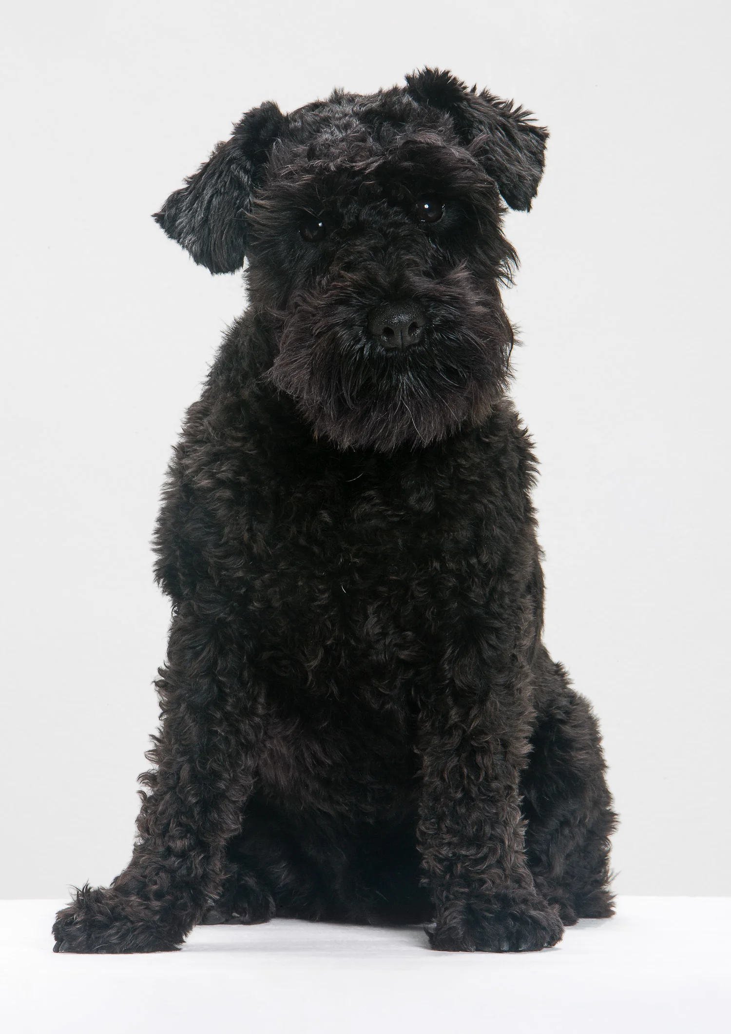 Dudley