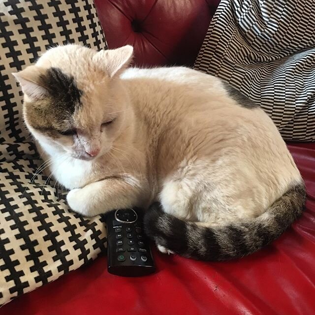 I am now in charge of the remote...the takeover is now complete #myhousemyrules