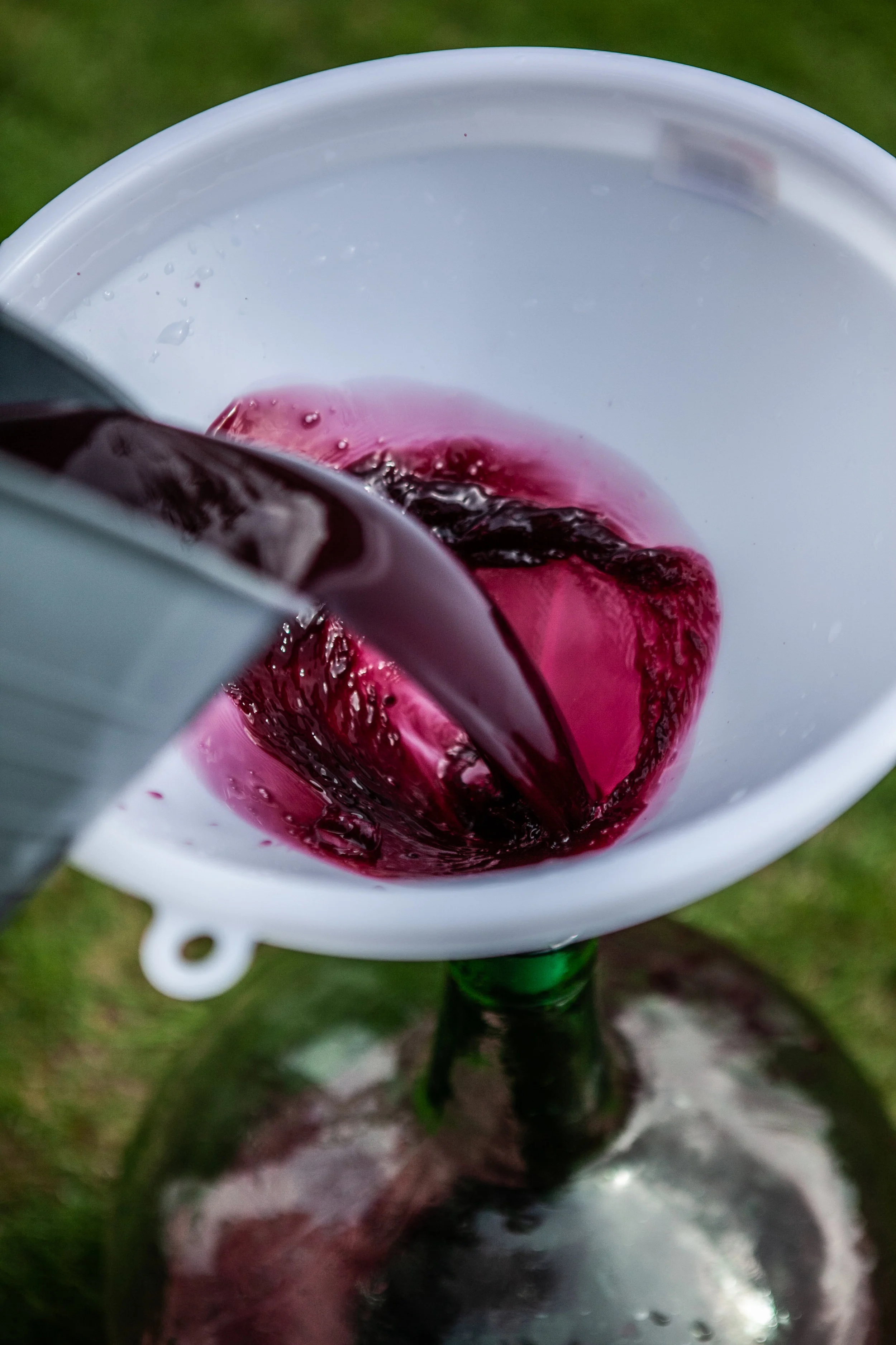 My father and I harvest the grapes from his vineyard each year.