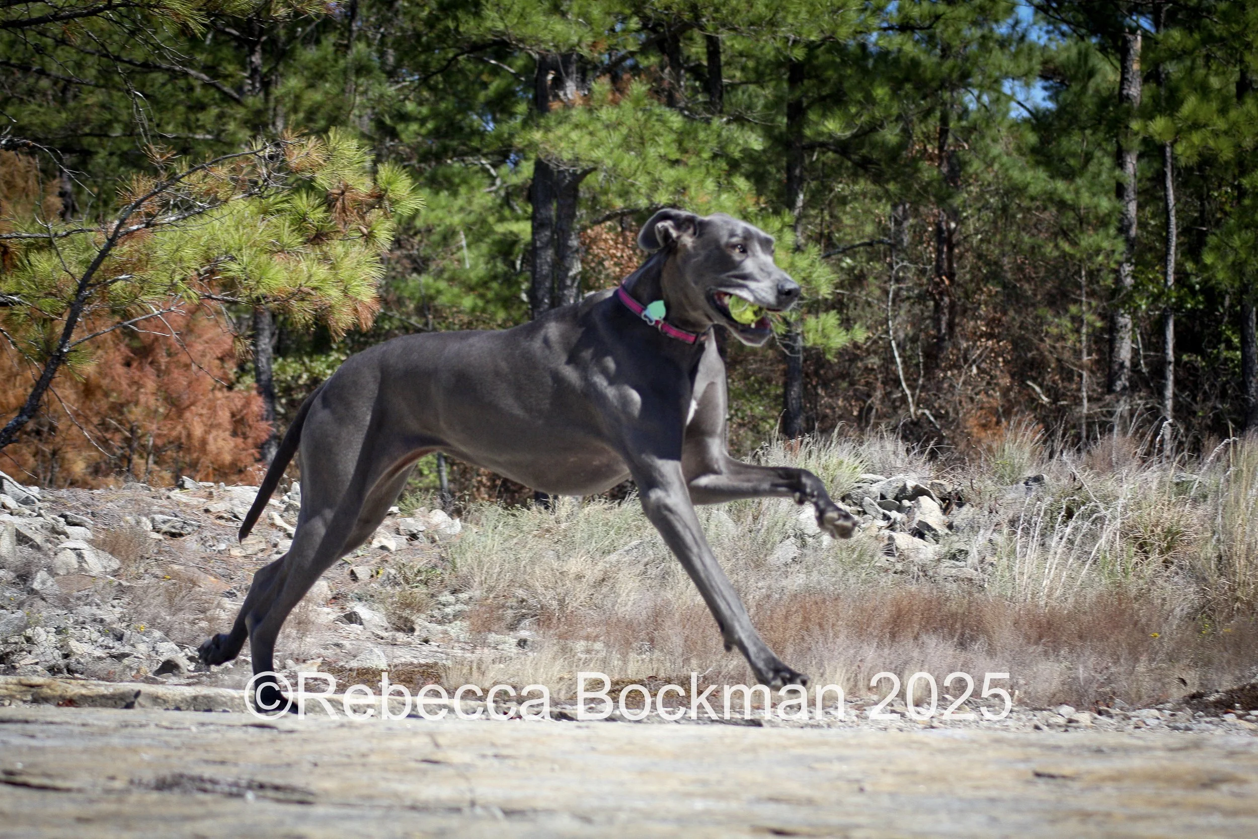 RTBPhotoAnimals2025-4.jpg
